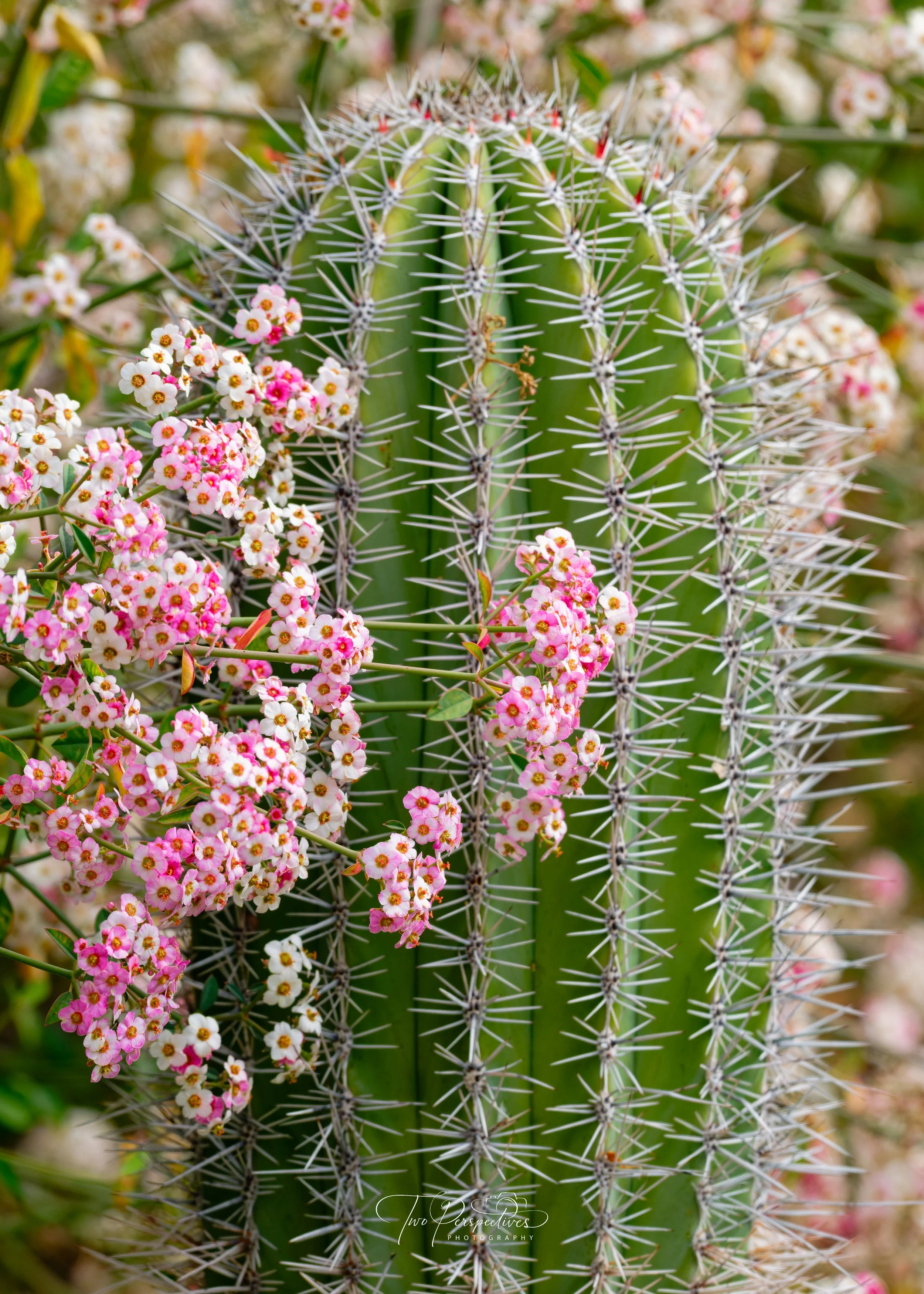 Saguaro and Waxflower.jpg