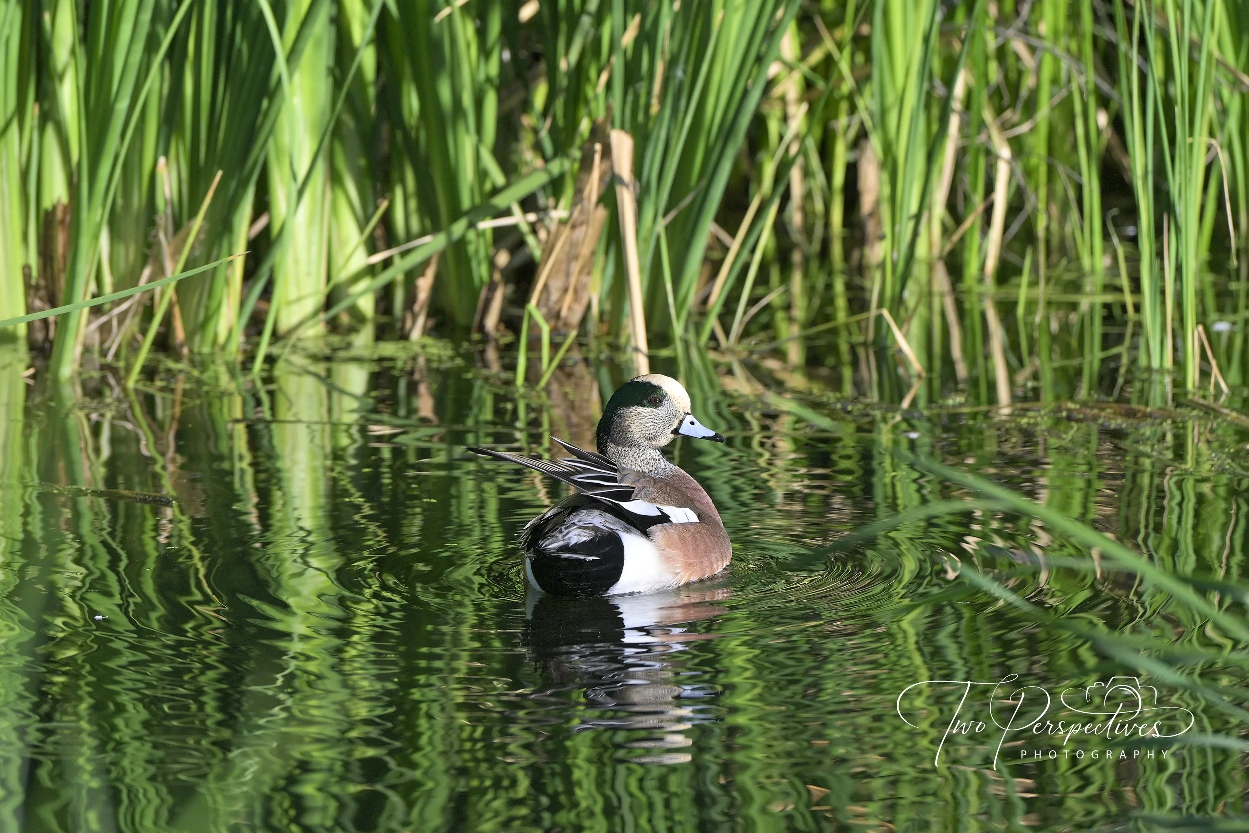 Male American Wigeon.jpg