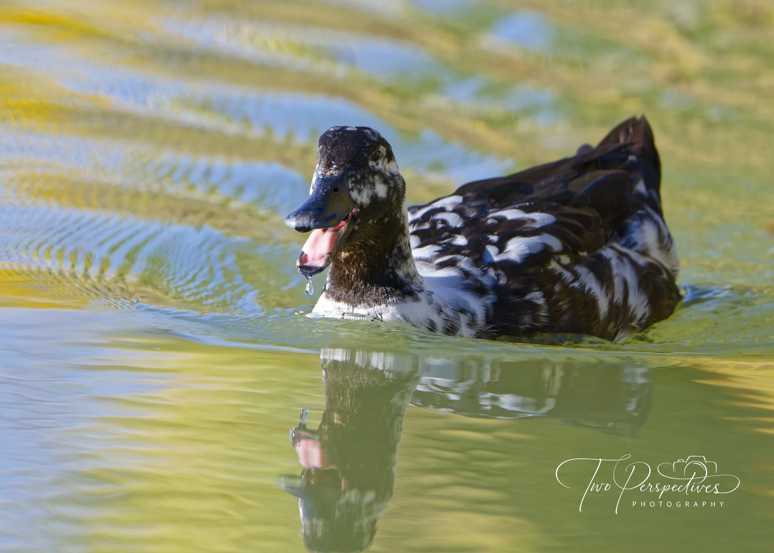 Oreo the Mallard Duck Agua Caliente Park Tucson AZ.jpg