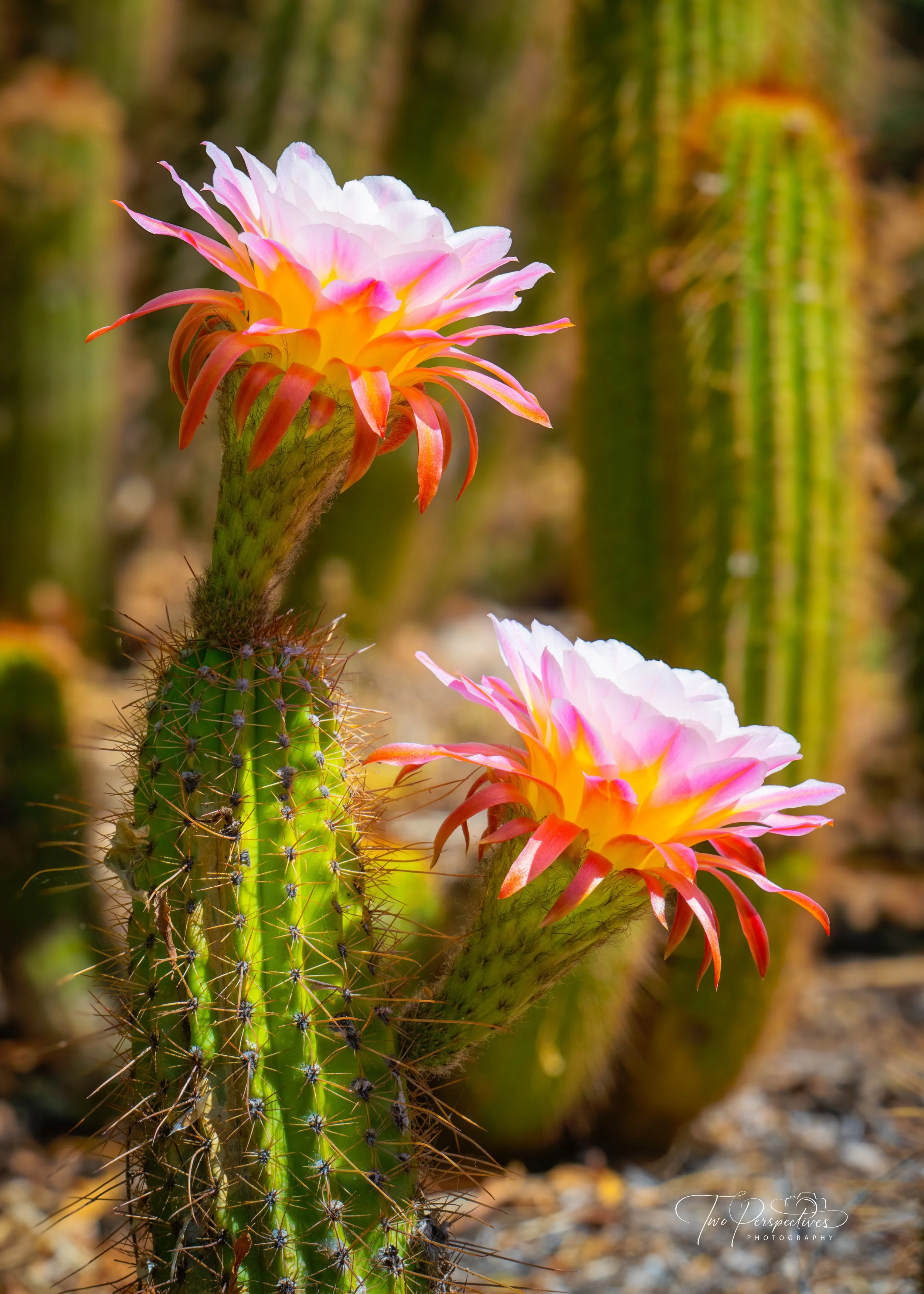 Torch Cactus Bloom.jpg