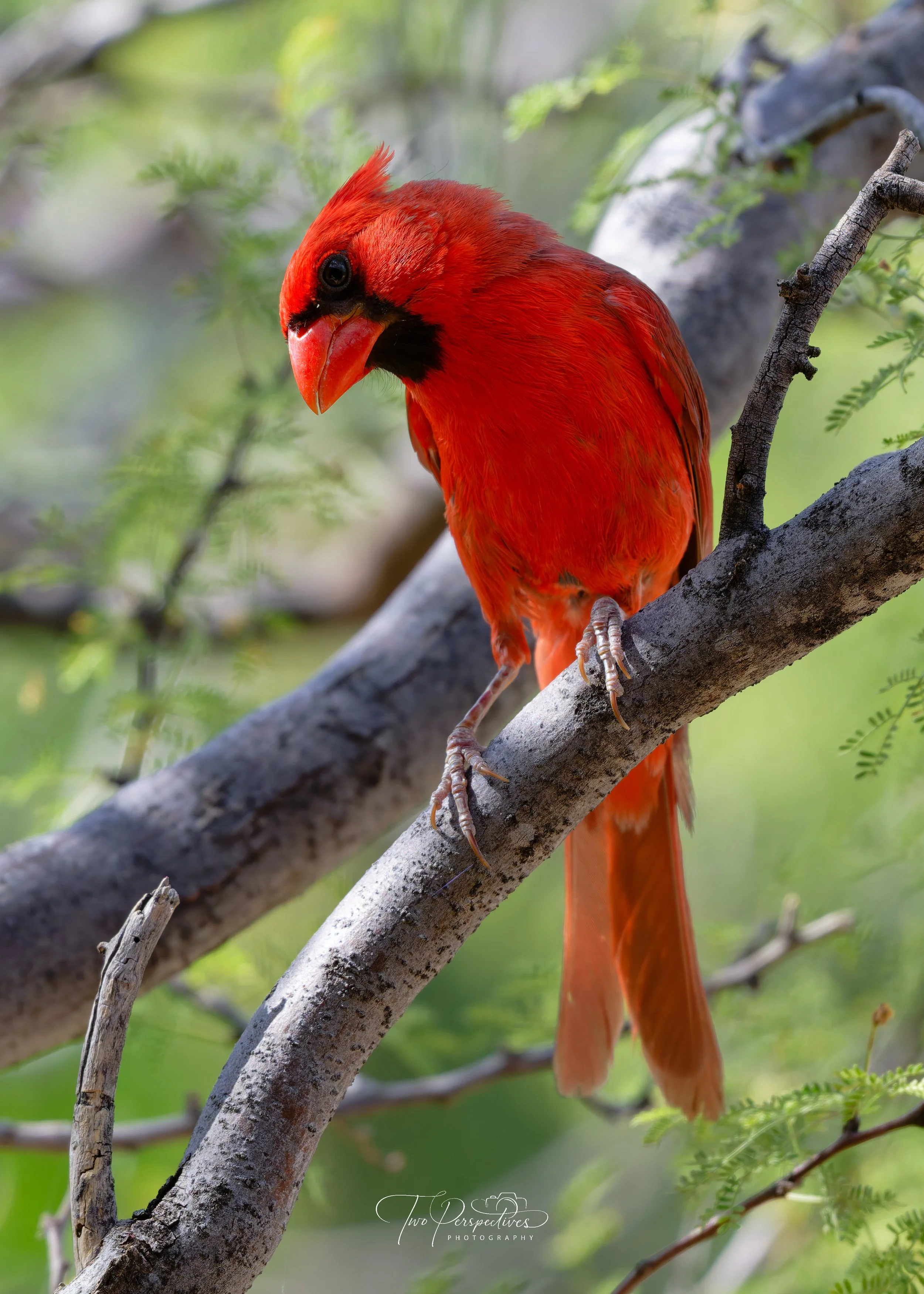 Male Cardinal.jpg