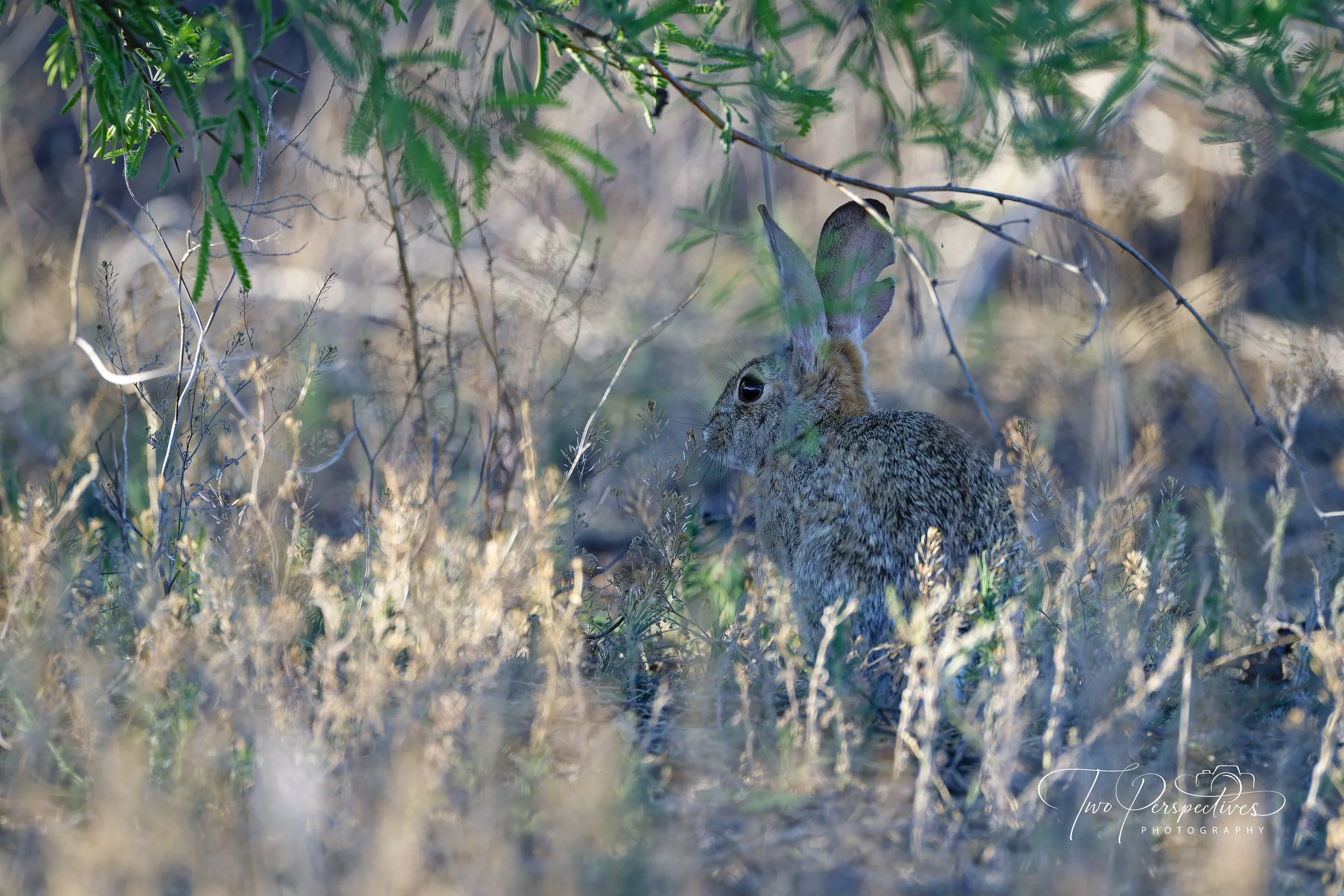 Desert Cottontail Rabbit.jpg