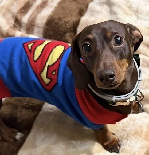 A small brown dog wearing a blue superman cape with the red and yellow 'S' emblem.