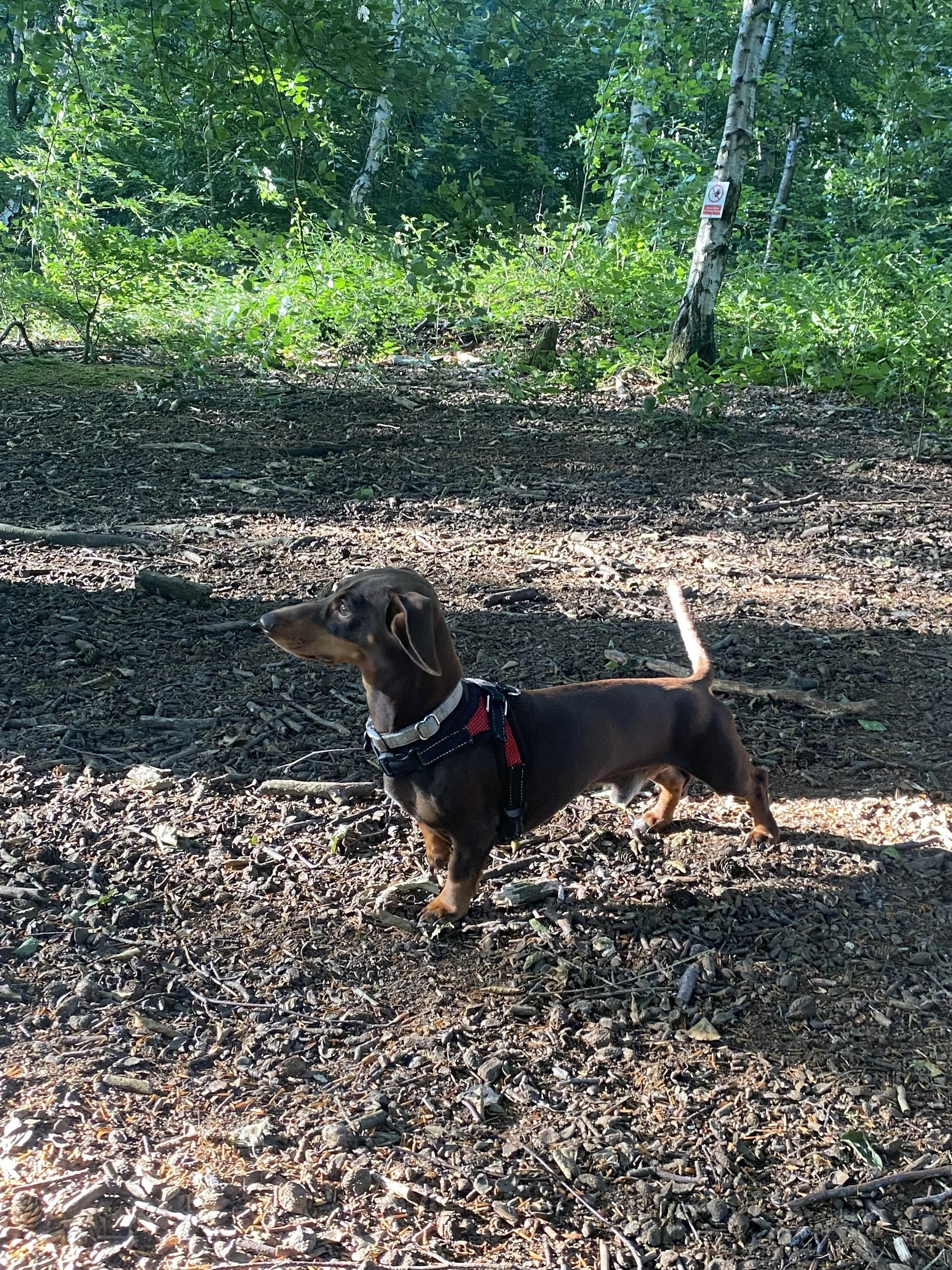 A brown Dachshund dog standing outdoors on a wooded trail with green trees and leaves in the background.