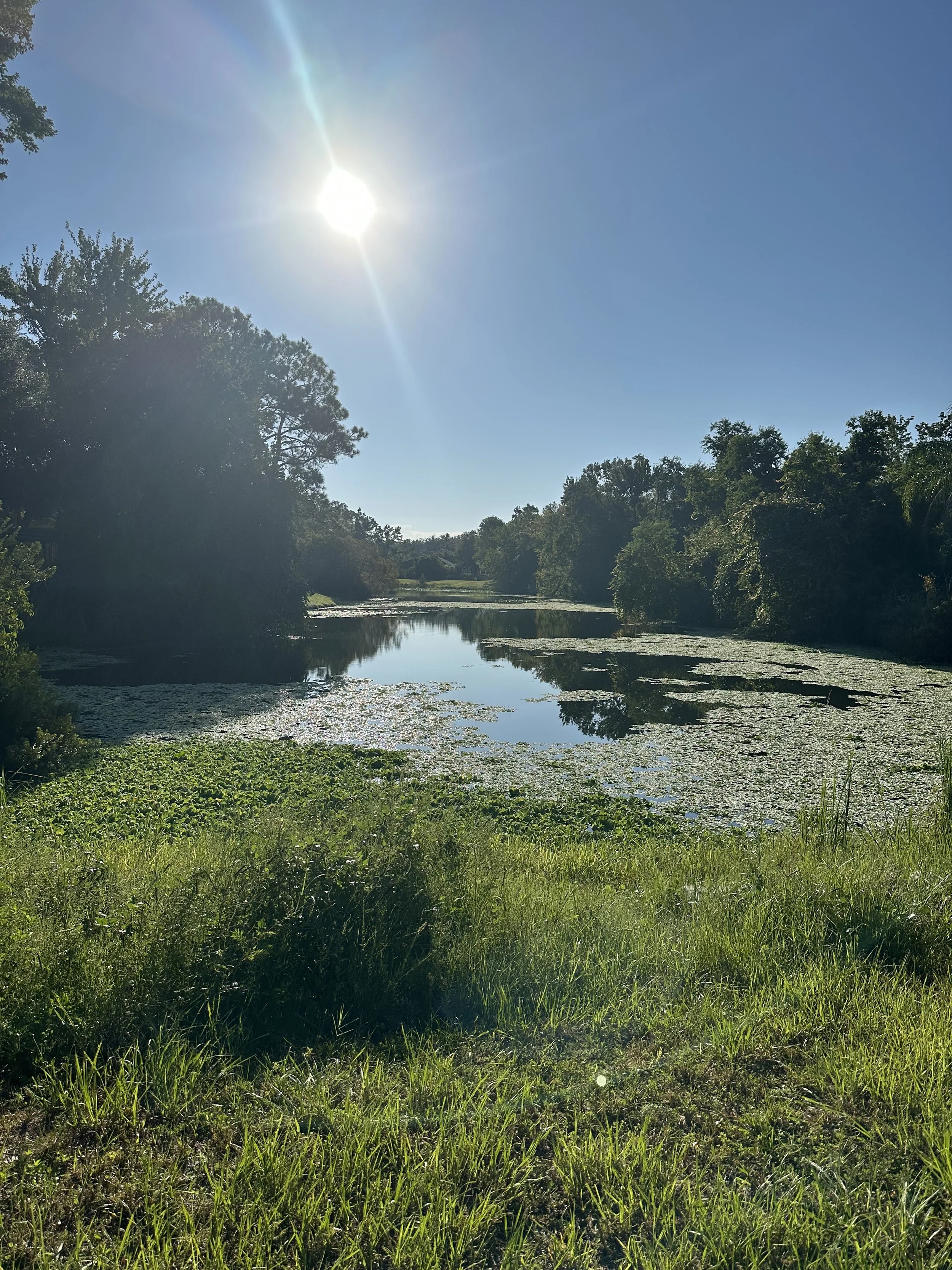 Sun shining over a peaceful river with green trees and lush grass along the riverbank.