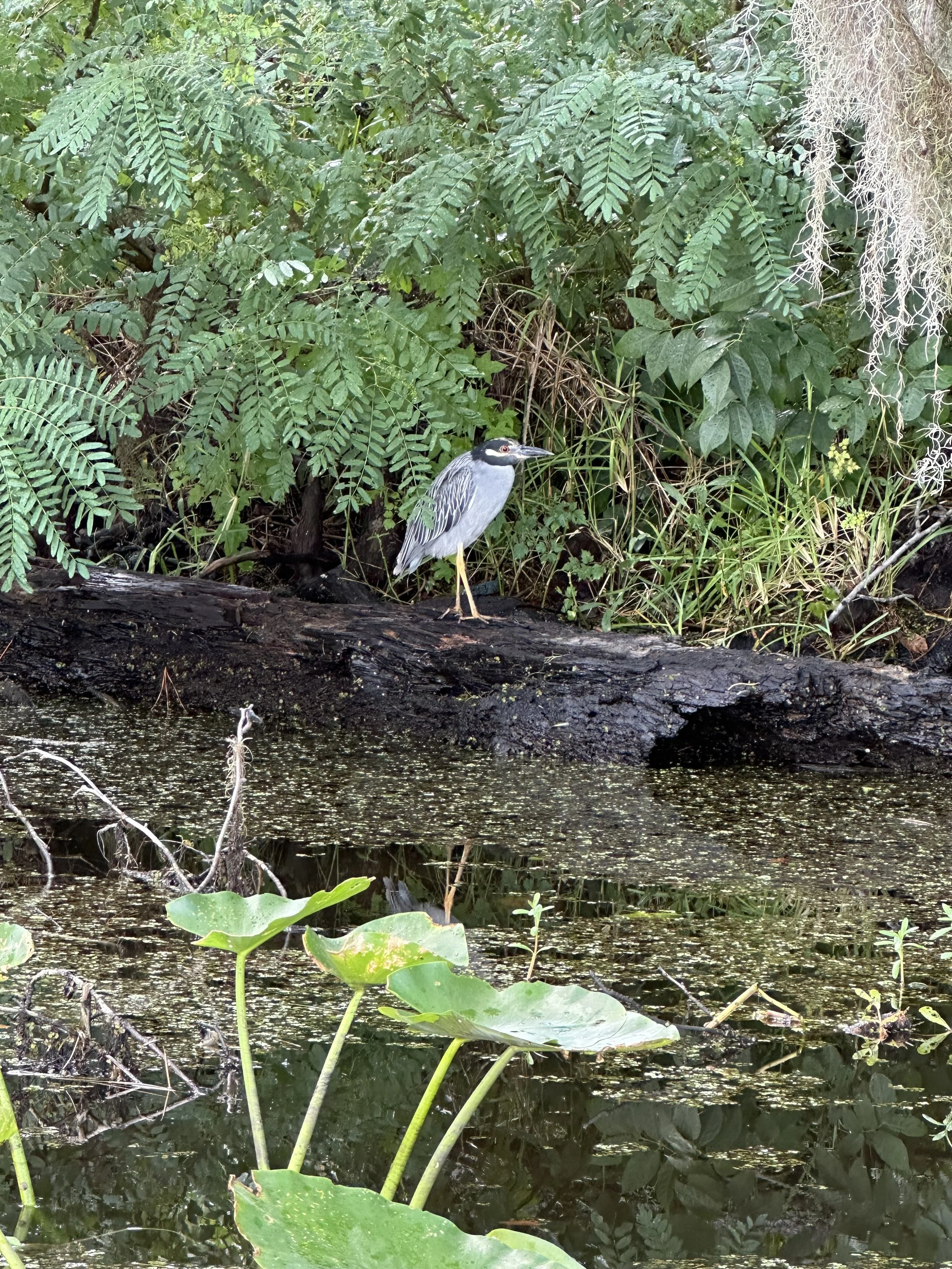 A heron standing on the edge of a swamp, surrounded by lush green foliage and water lilies.