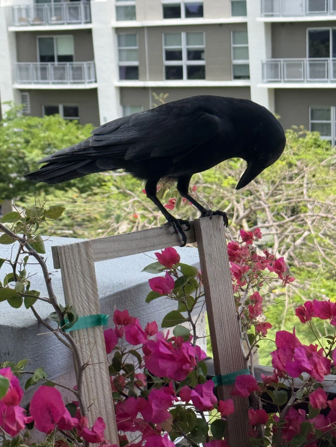 crows_blog.JPG