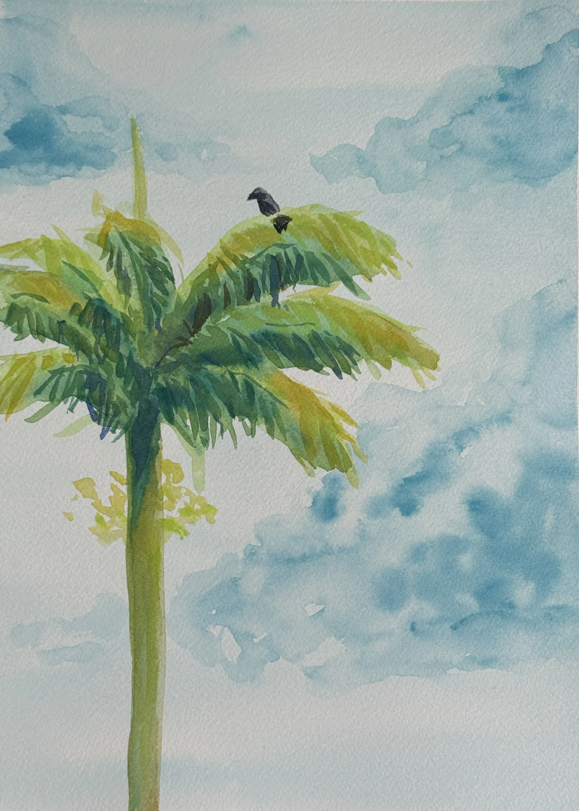 crow-10.JPG