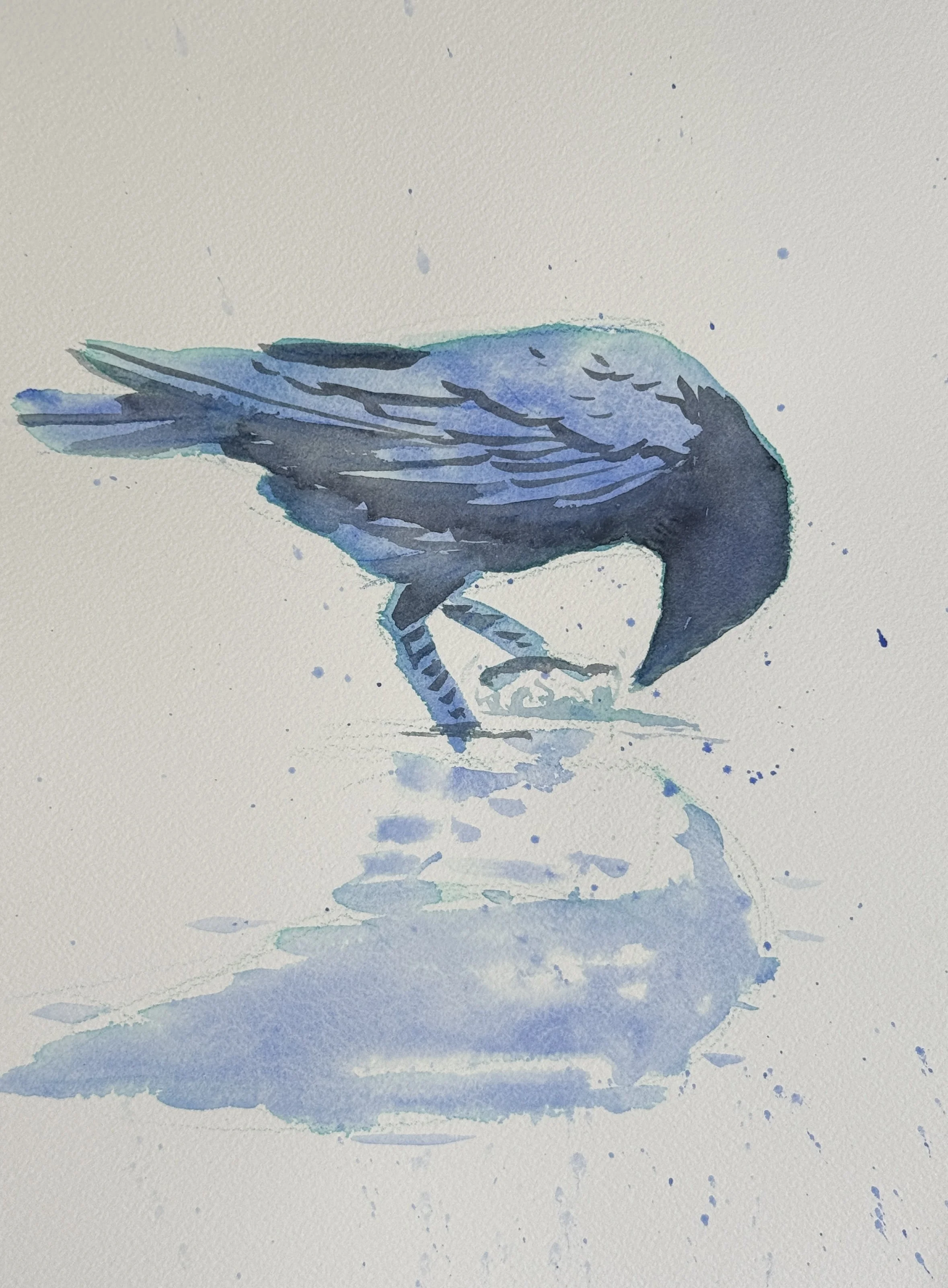 crow-34.JPG