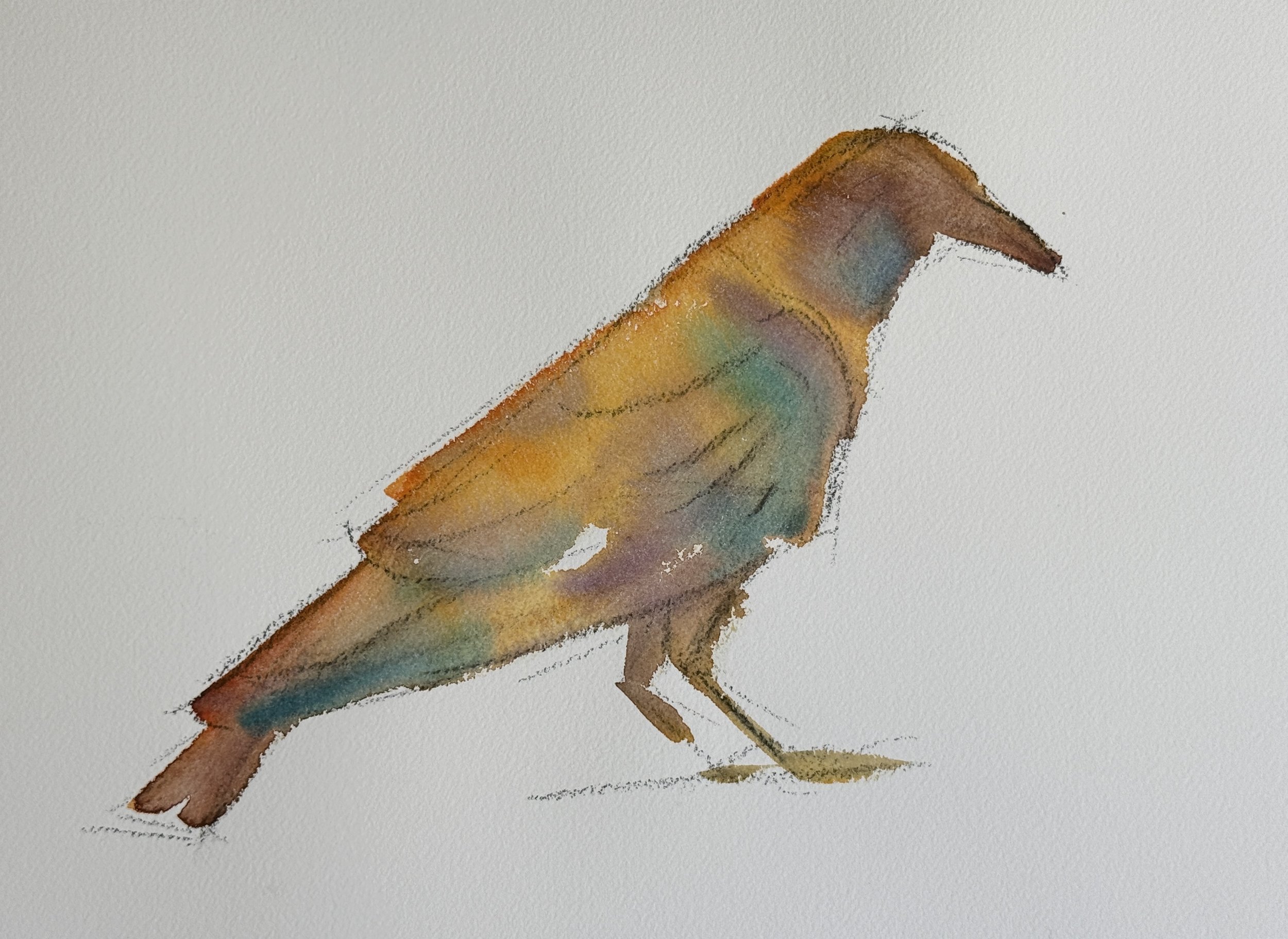 crow-23.JPG