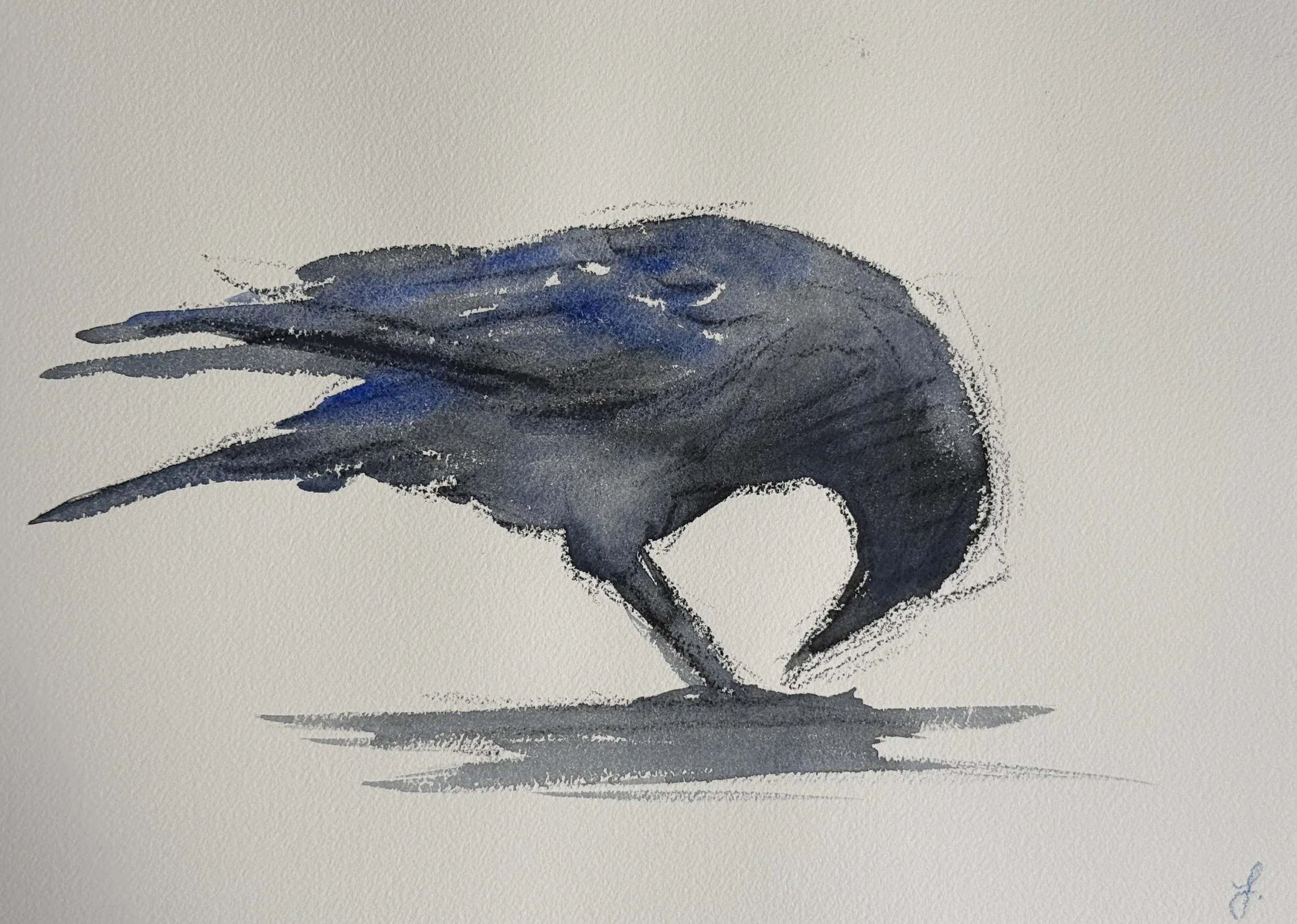 crow-1.JPG