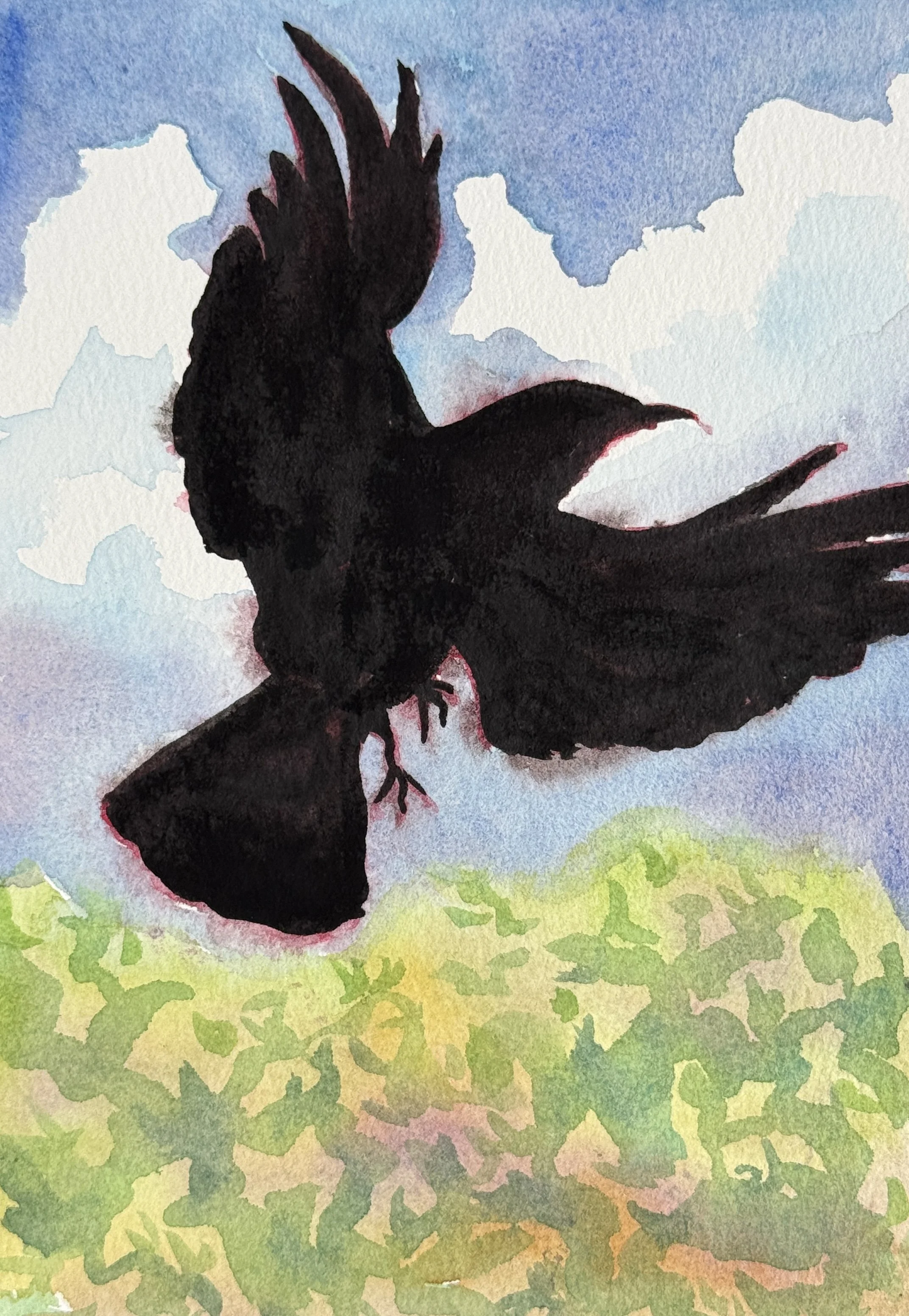 crow-17.JPG