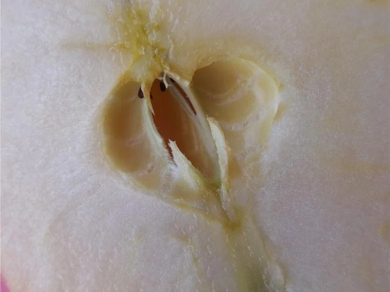 photocoeur-pomme.jpg