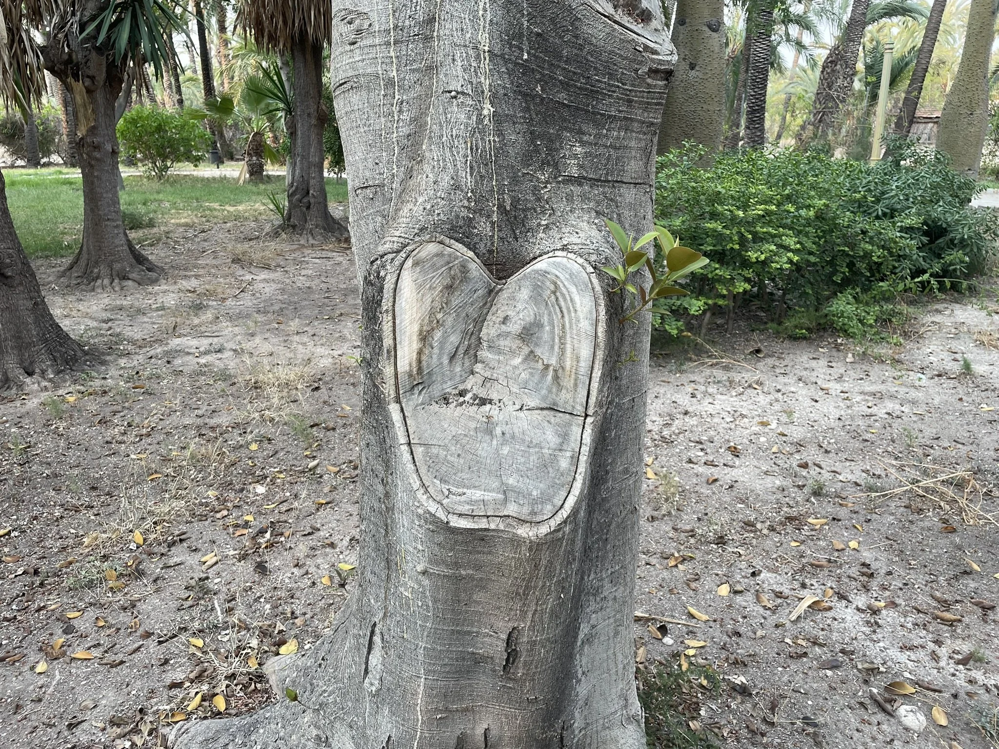 #CoeurTranchedArbre