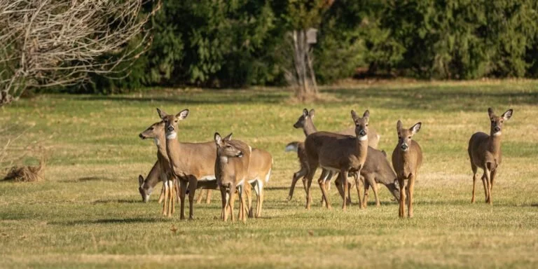 Group of deer standing and grazing on a grassy field with trees in the background.