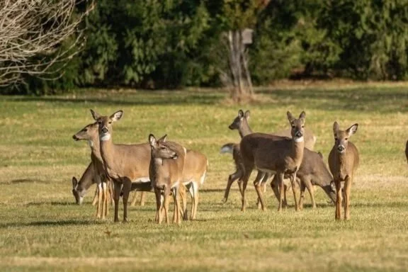 A group of nine deer grazing and standing in a grassy field with trees in the background.