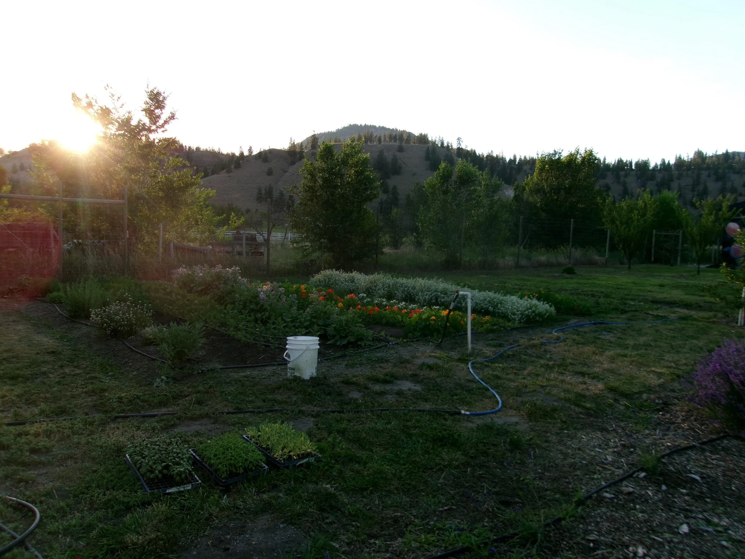 We are happy to announce that Amazia farm will be opening a farm stand and cafe. We have decided to embark on this journey of value added goods from our very own organic farm as well as the world of coffees and sweet treats! Our goal is to create a w