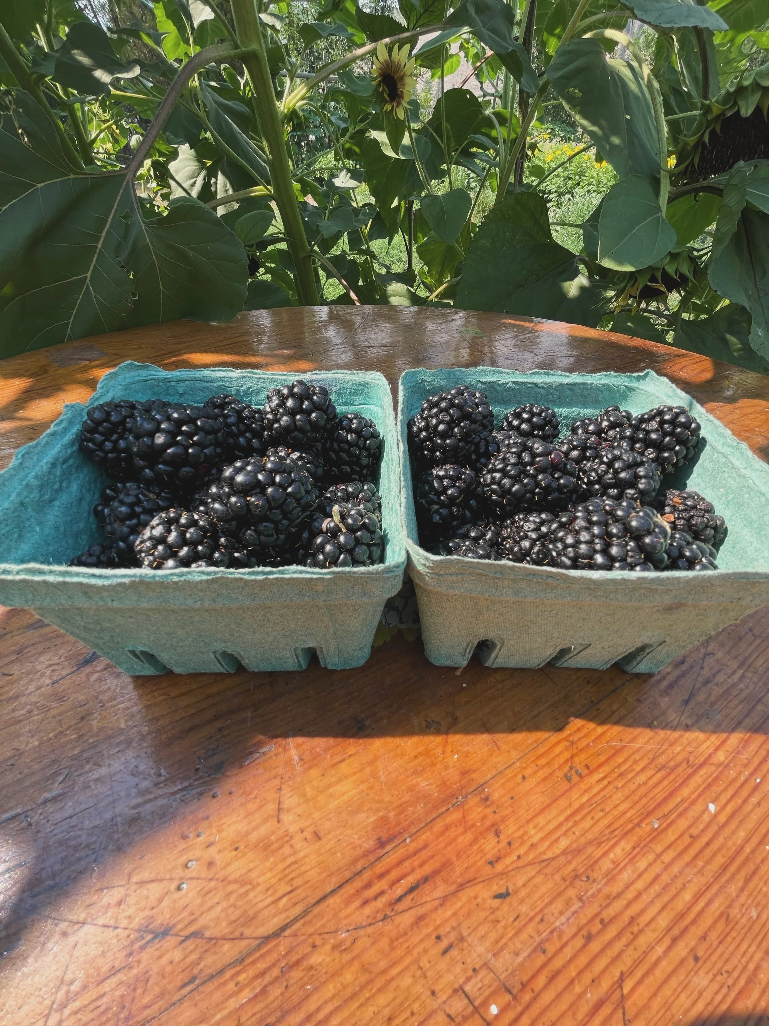 Come berry your worries in our farm fresh produce! These juicy and delicious blackberries were harvested this morning and are waiting for you!! We would love it berry much if you dropped in! #organic #farmlife #ThisSoAmazia #adayinthelife #supportloc