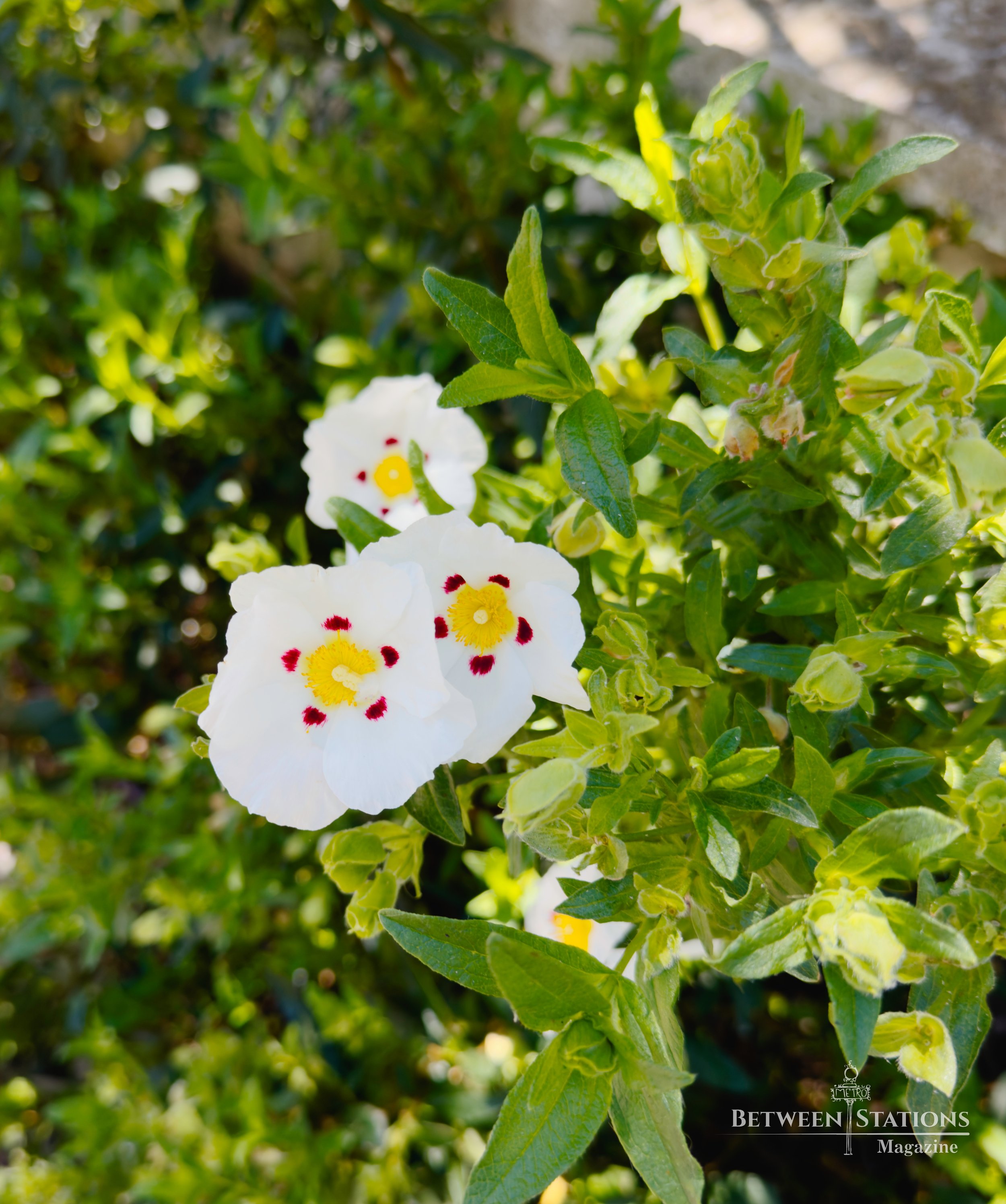 Beautiful Flower