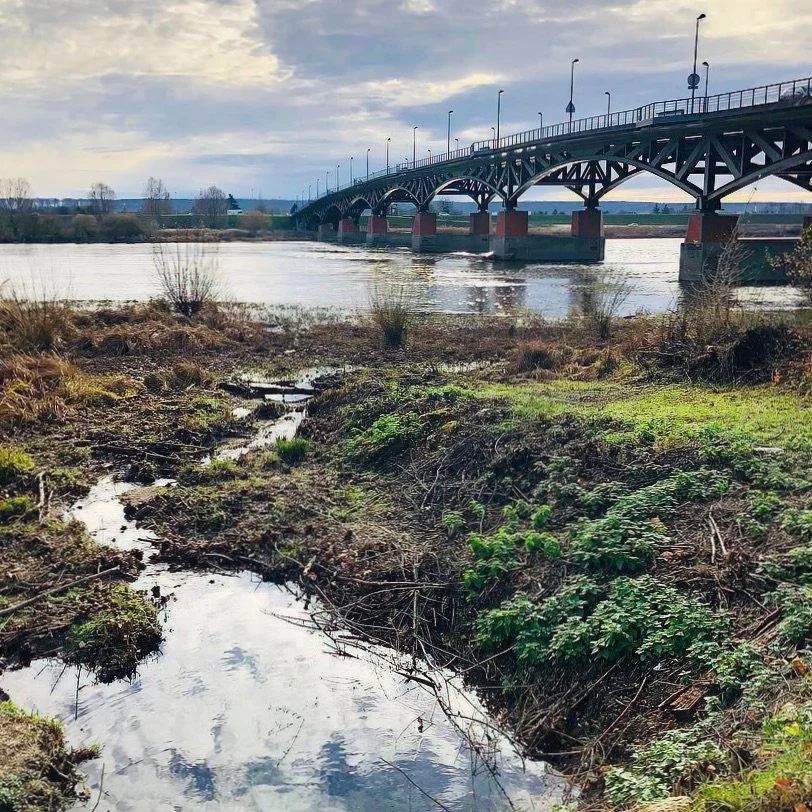 A long steel bridge with red-brown piers and lamp posts along its deck curves across the wide, calm Loire River. In the foreground, a damp bank of dry reeds, moss and new green growth catches a small pool that mirrors the clouds. Bare trees and flat 