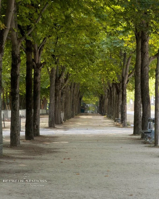 Tree-lined path in Paris park