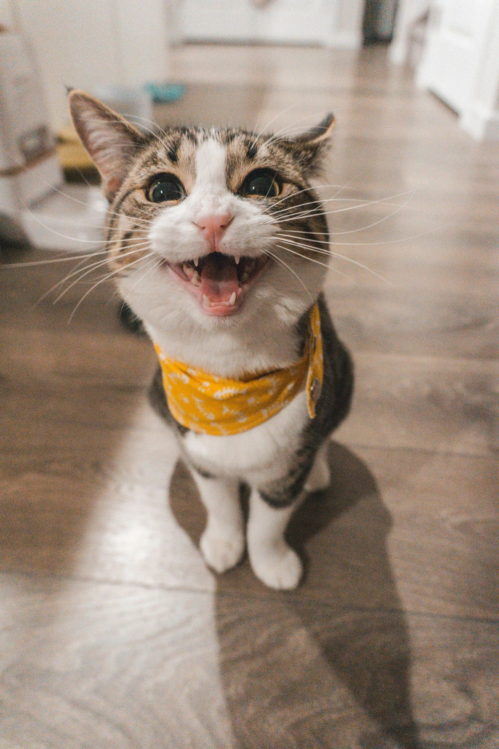 A happy tabby cat with white facial markings and a yellow bandana with white patterns, sitting on a wooden floor, looking up with an open mouth.