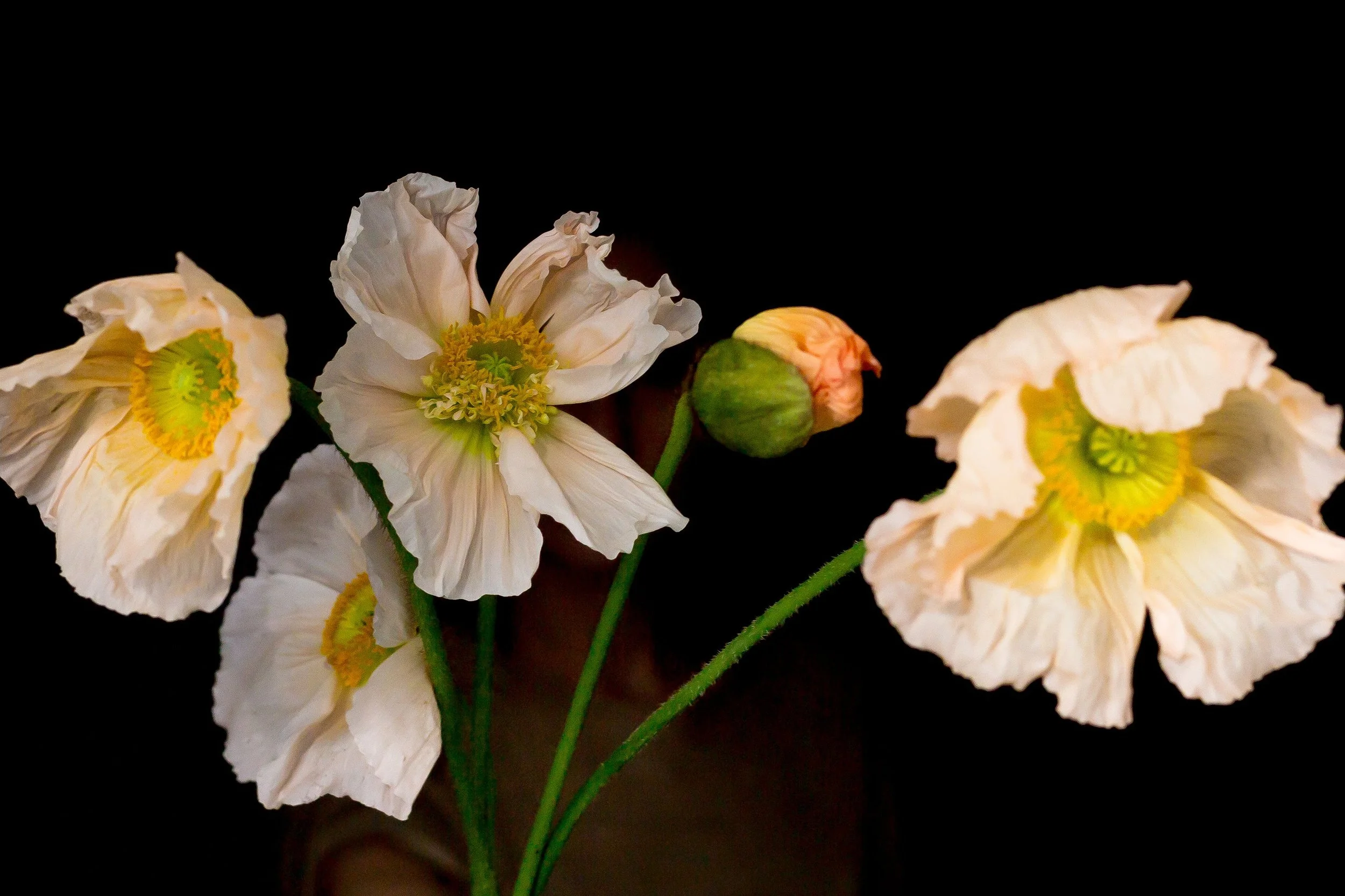A bouquet of cream-colored poppies with yellow-green centers against a black background.