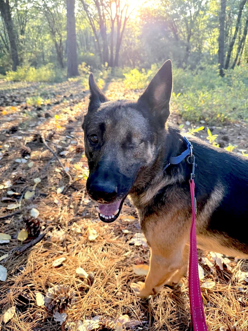 A German Shepherd mix dog with one eye closed, standing on a forest trail covered in pinecones and pine needles, with sunshine filtering through trees in the background.