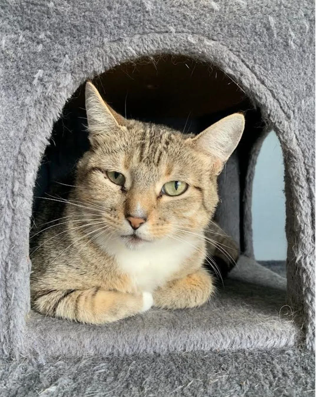 A tabby cat with green eyes lying inside a cozy, gray, fabric-covered cat house.