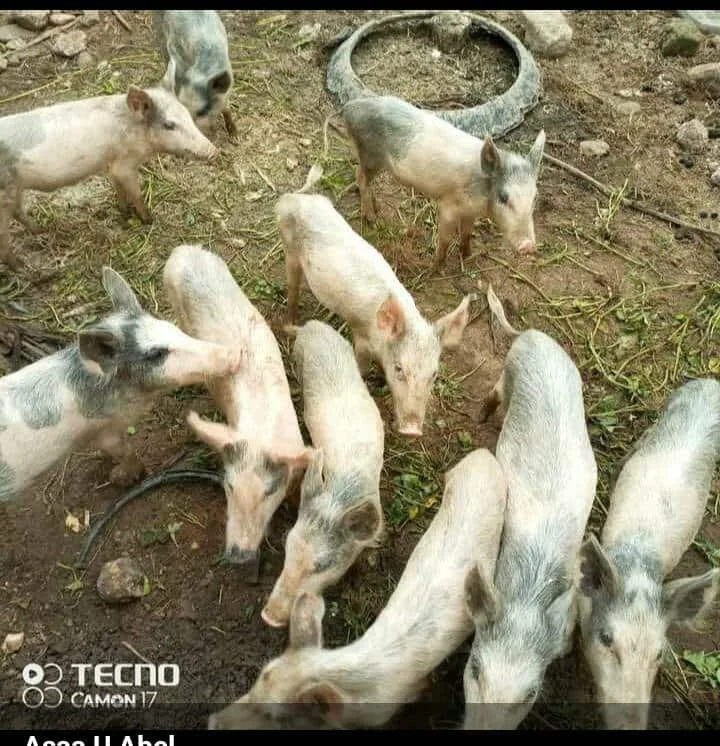 Group of piglets gathered on dirt ground near a tire and green plants.