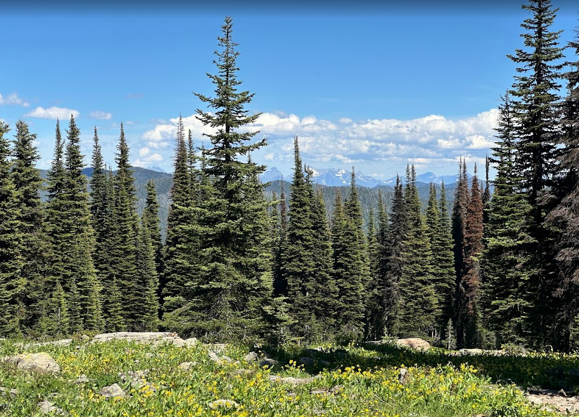 A forest scene with tall evergreen trees, a grassy area with yellow wildflowers, and distant snow-capped mountains under a blue sky with clouds.