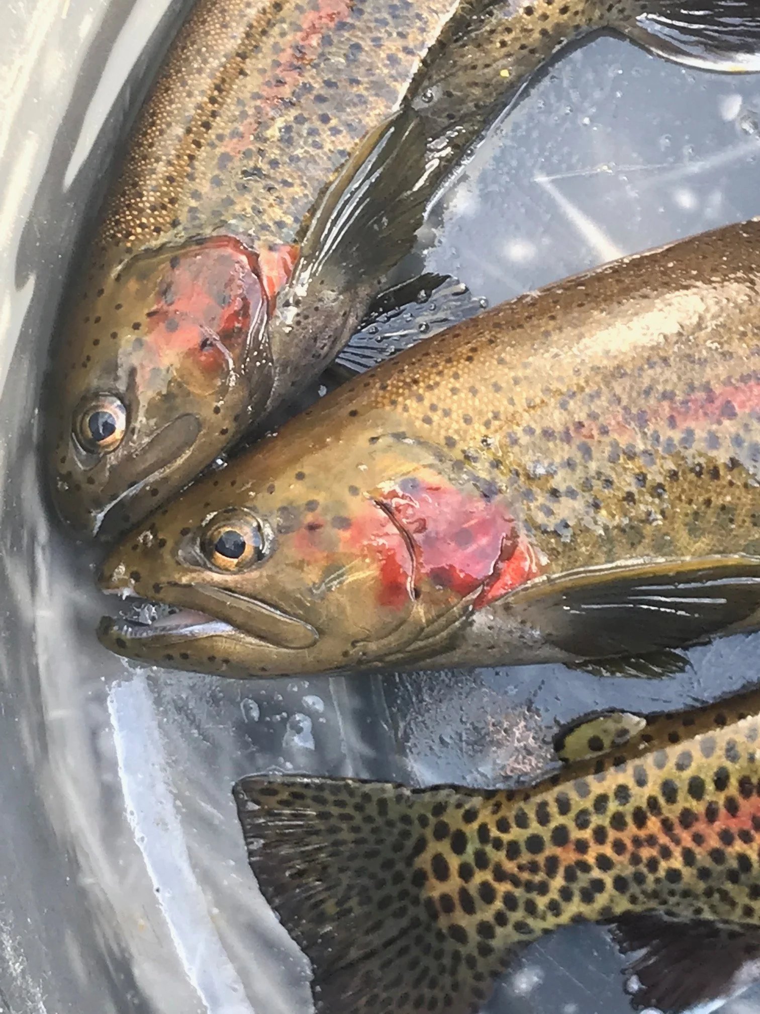 Close-up image of several rainbow trout lined up in a metal container filled with water.