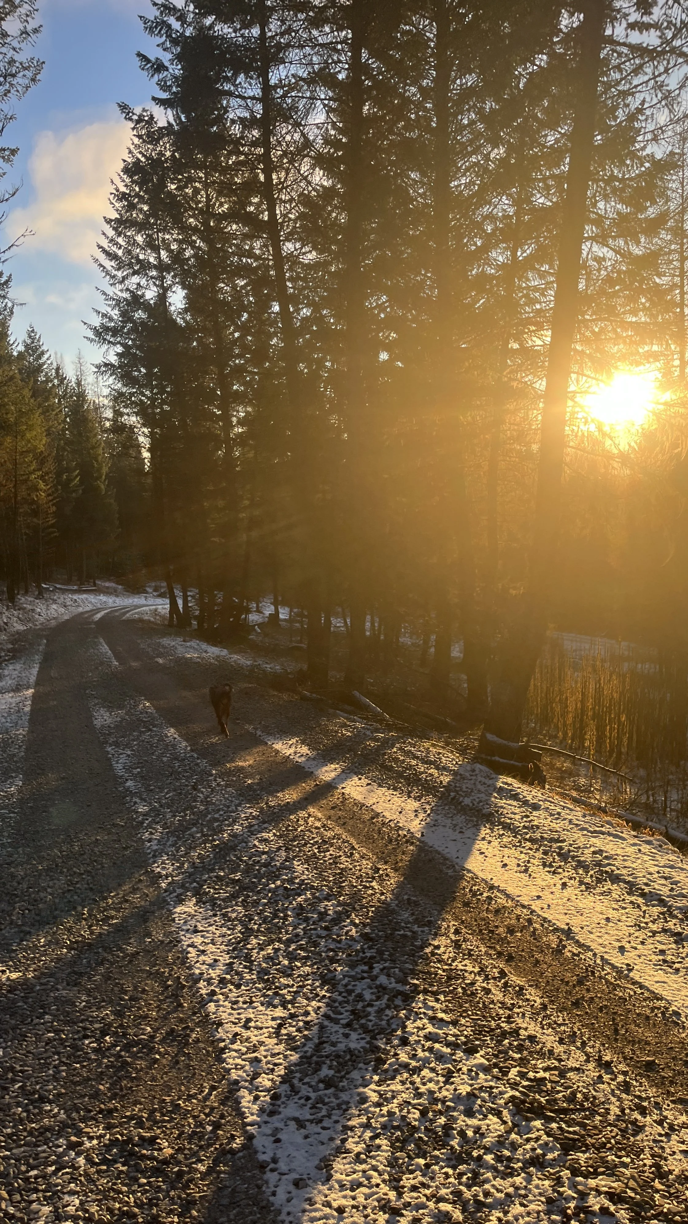 A dirt and gravel forest trail with patches of snow, surrounded by tall pine trees, during sunset. Shadows cast by trees stretch across the trail, and a dog can be seen walking ahead.