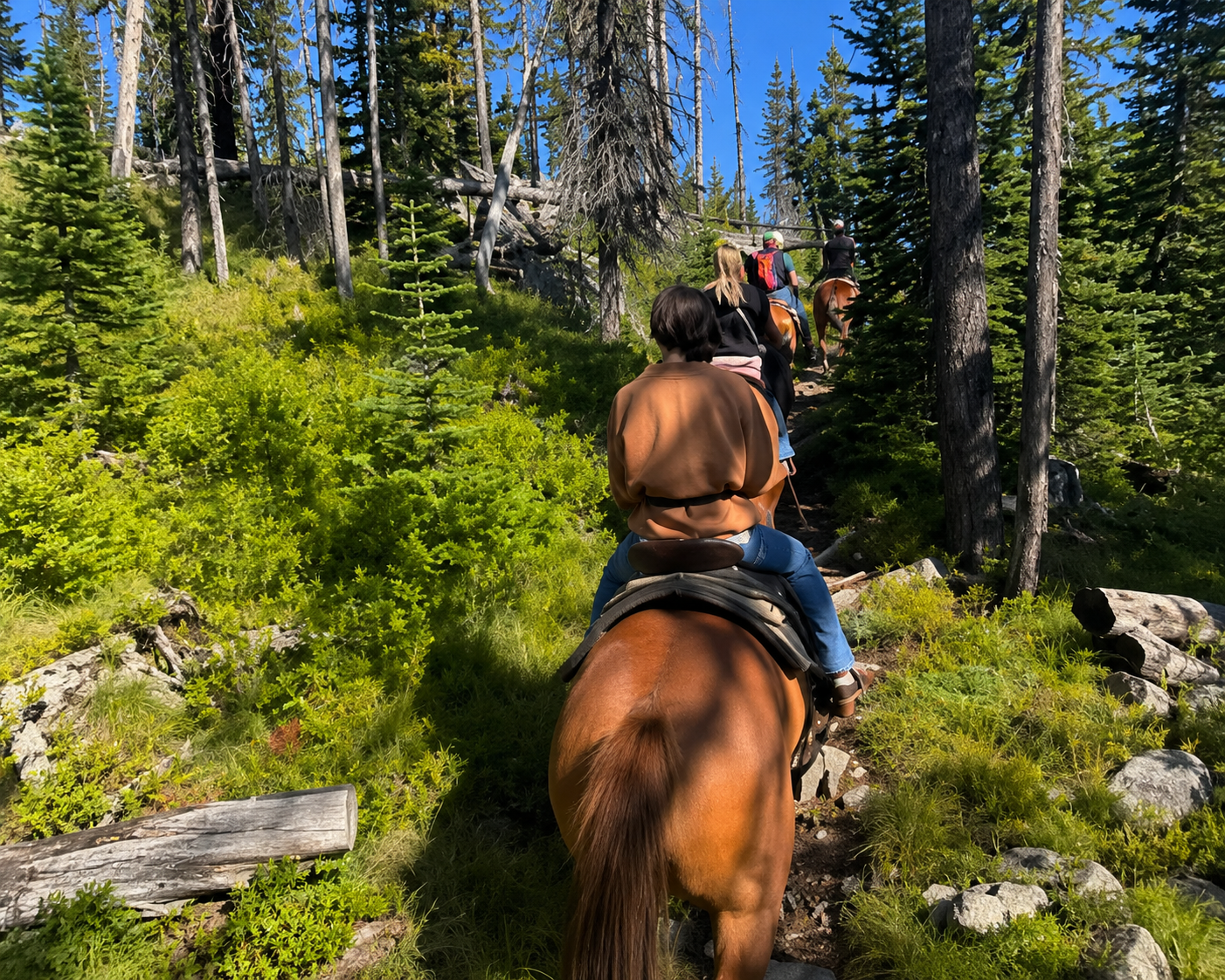 A group of people riding horses in a forest trail surrounded by tall trees and lush greenery on a sunny day.