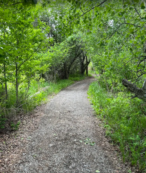 A dirt trail winding through a lush green forest with overhanging tree branches.