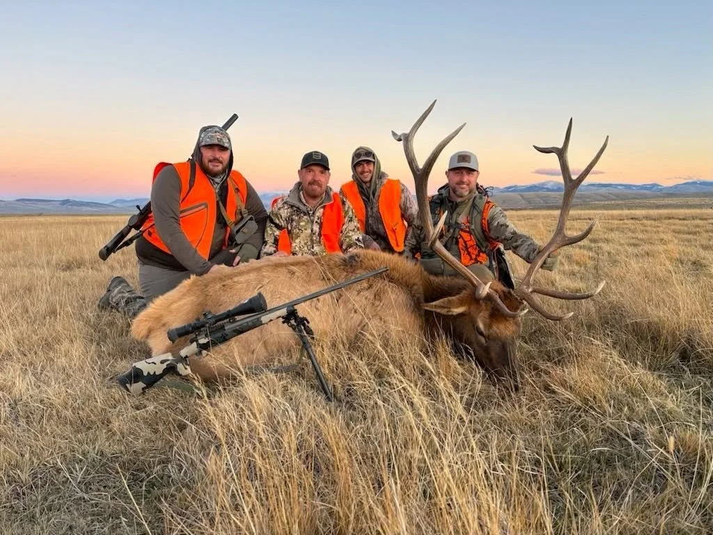 Four hunters in camouflage and orange vests pose with a large elk they have hunted, lying in a field of tall, dry grass at sunset.
