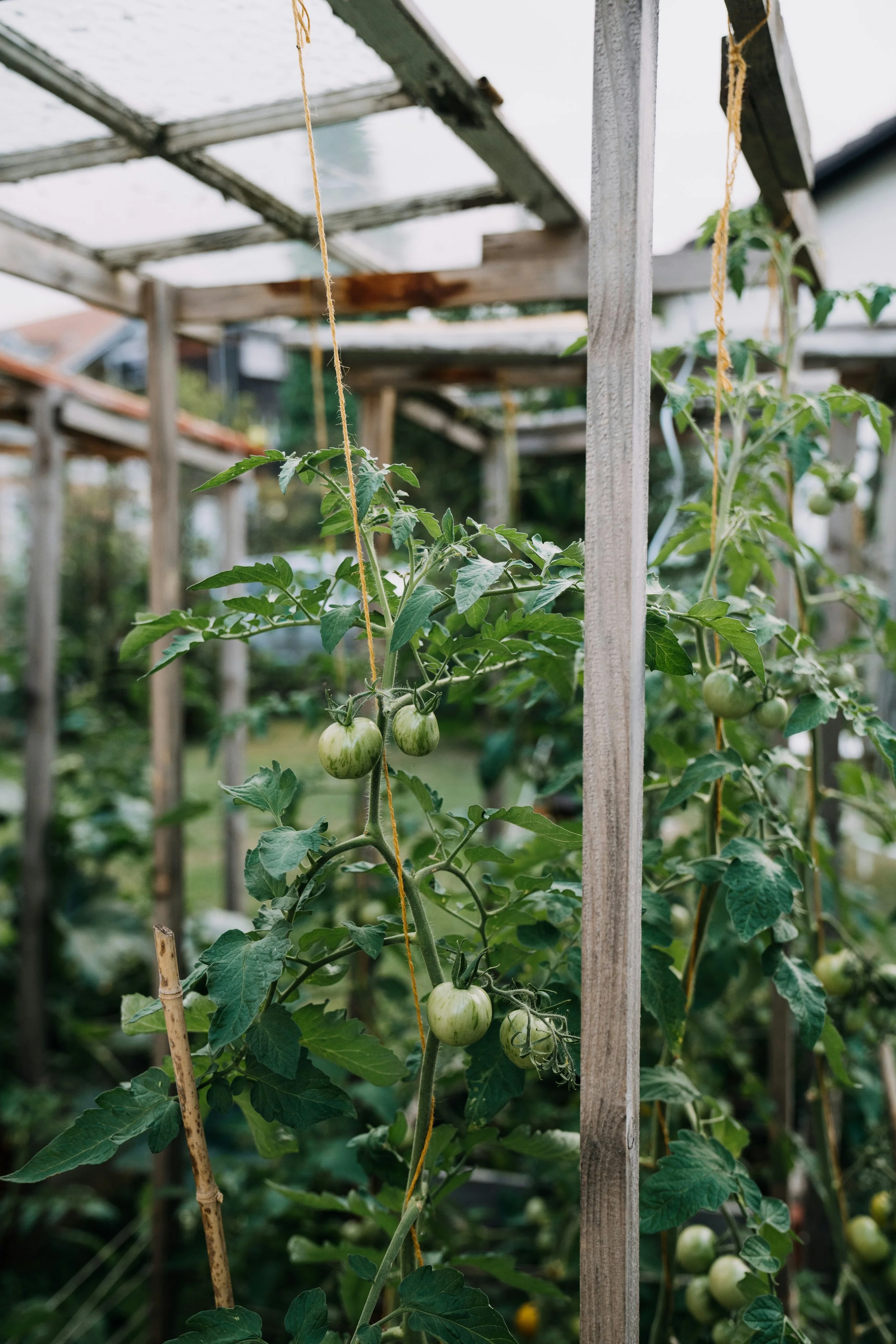 Trellis