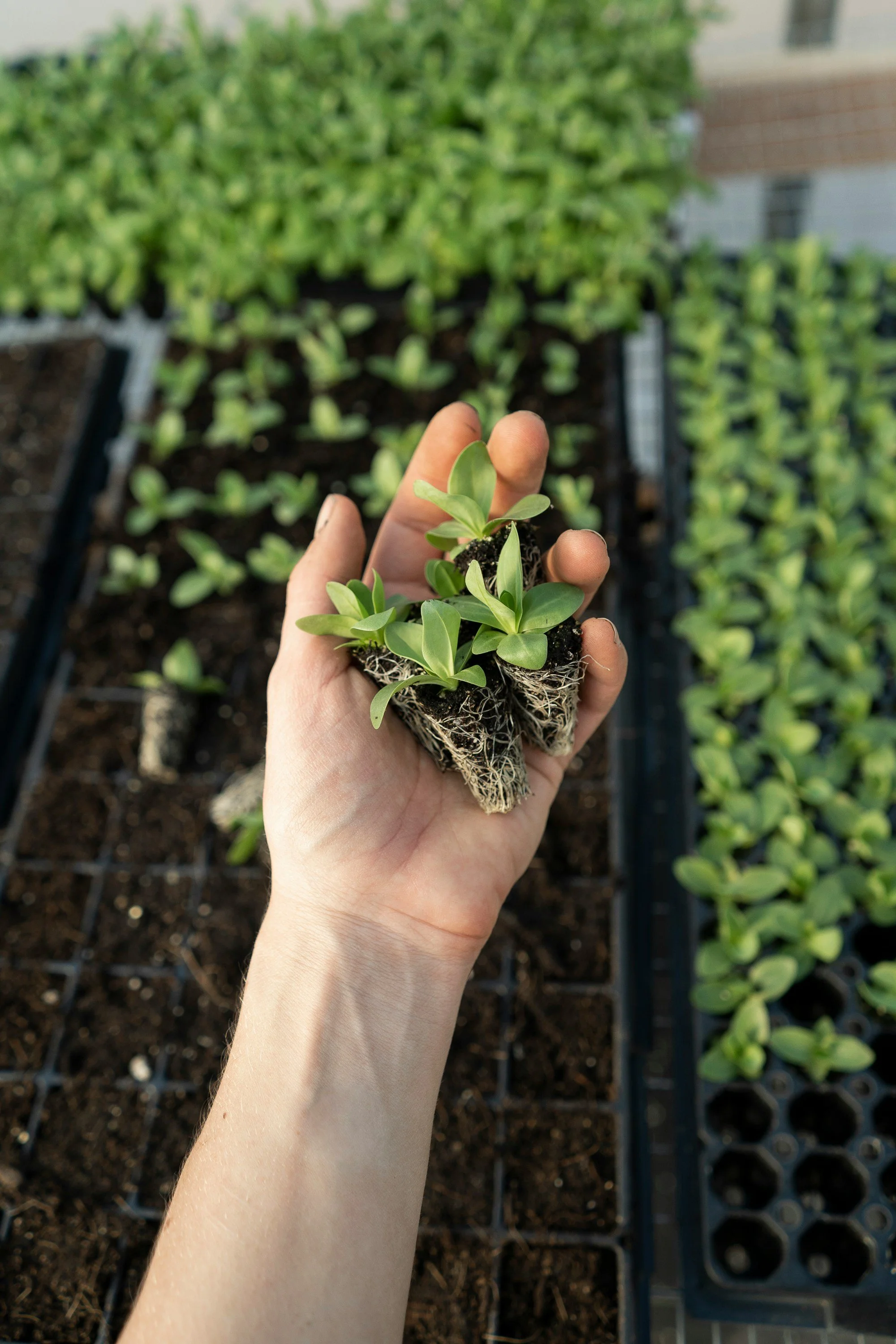 Organic veggie plant starts (recommended)
