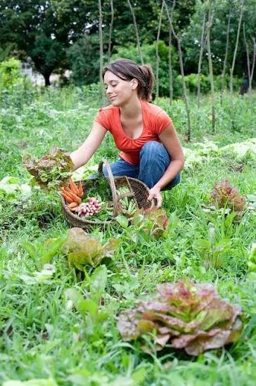 Monthly Gardening Services (recommended)