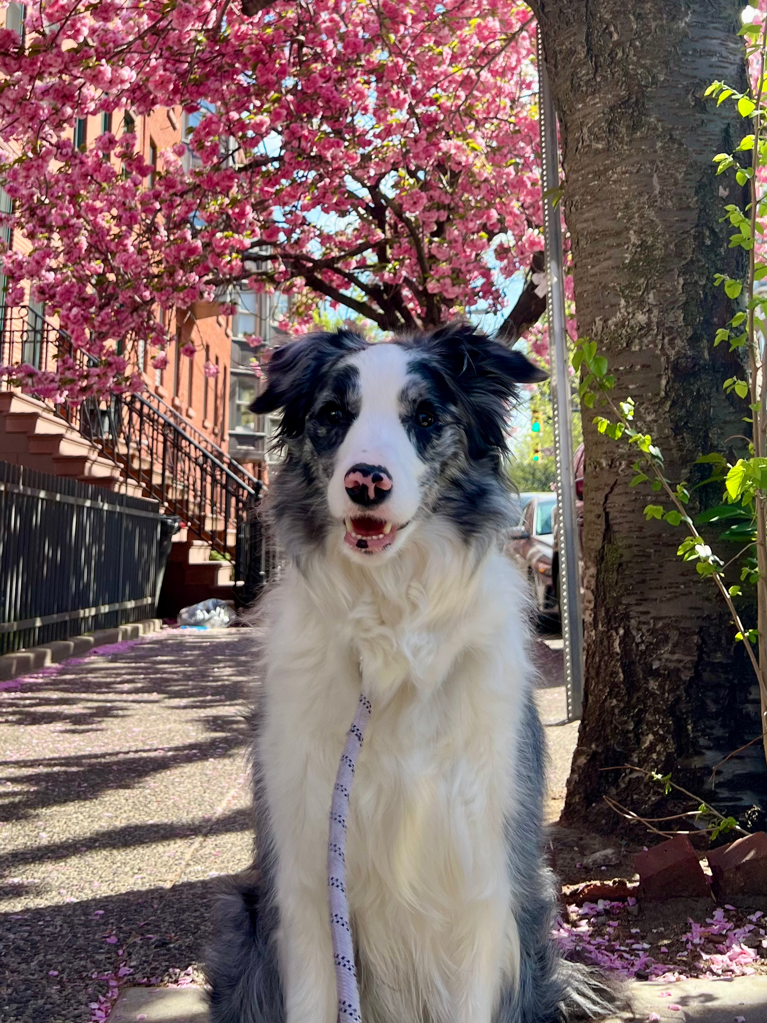 A friendly Australian Shepherd dog with a merle coat, sitting outdoors on a sidewalk next to a tree with vibrant pink flowers. The dog is looking towards the camera with an open mouth and a happy expression, with sunlight casting shadows on the ground.