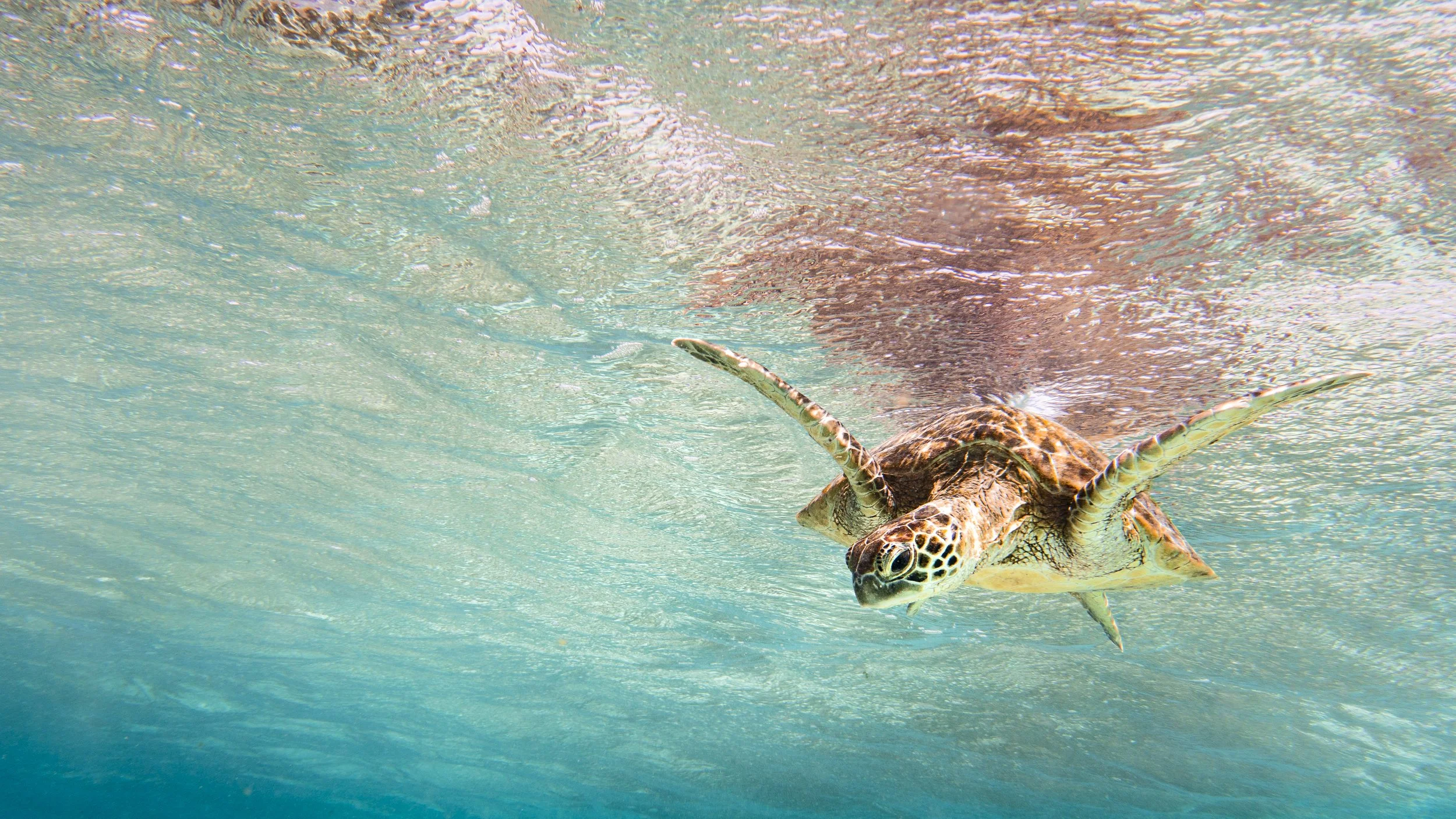 Crystal clear water at Lady Elliot Island