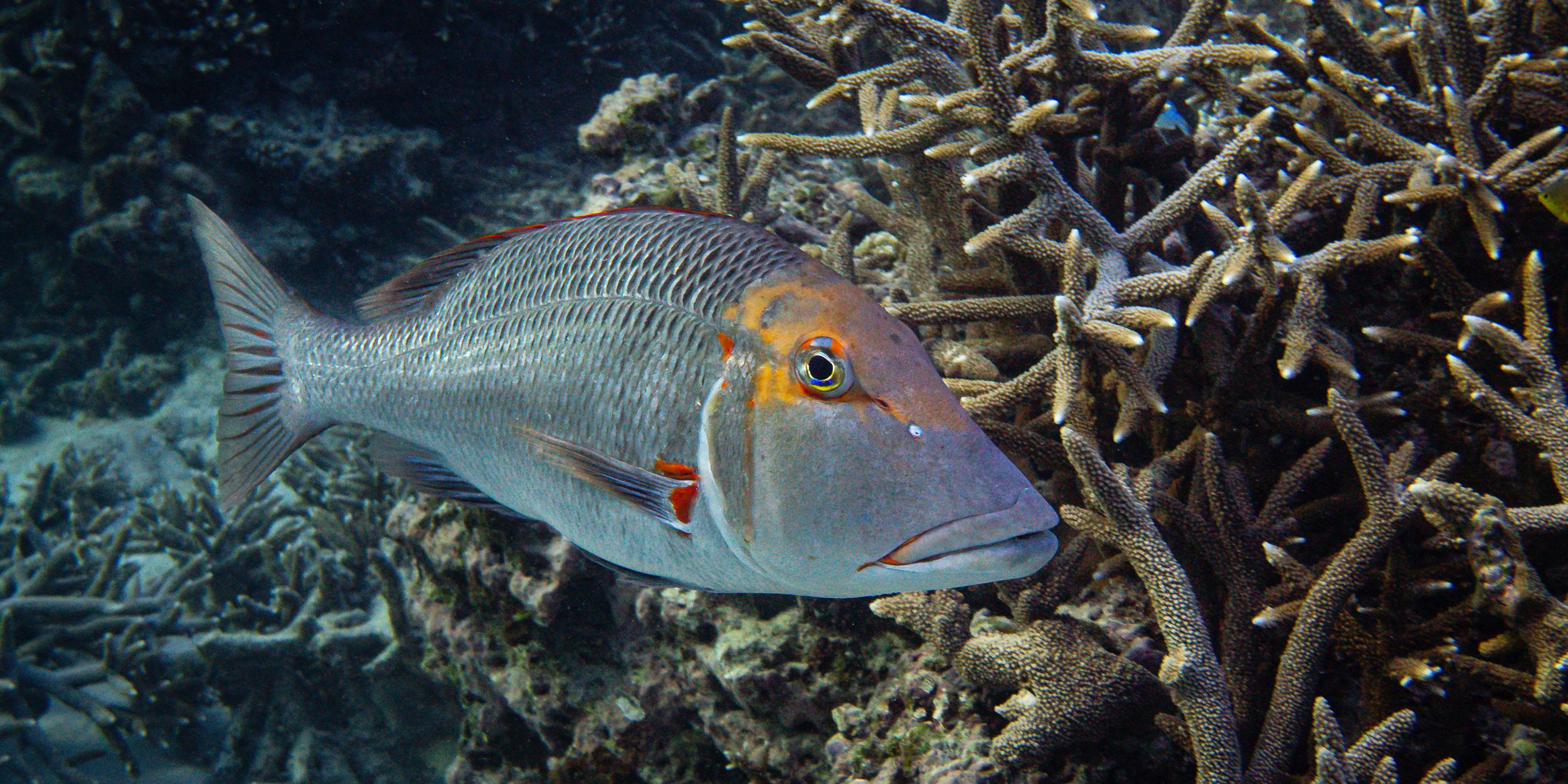 Beautiful Red Throat Emperor at home on the Great Barrier Reef
