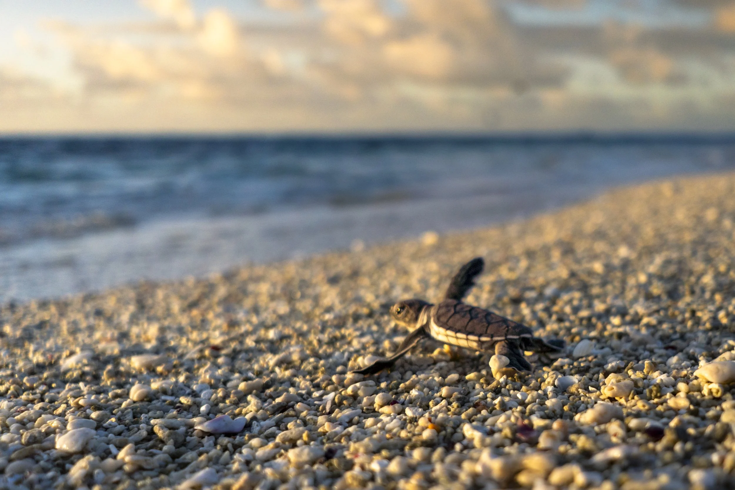 Big bright world. Green turtle hatchling making a run for the water