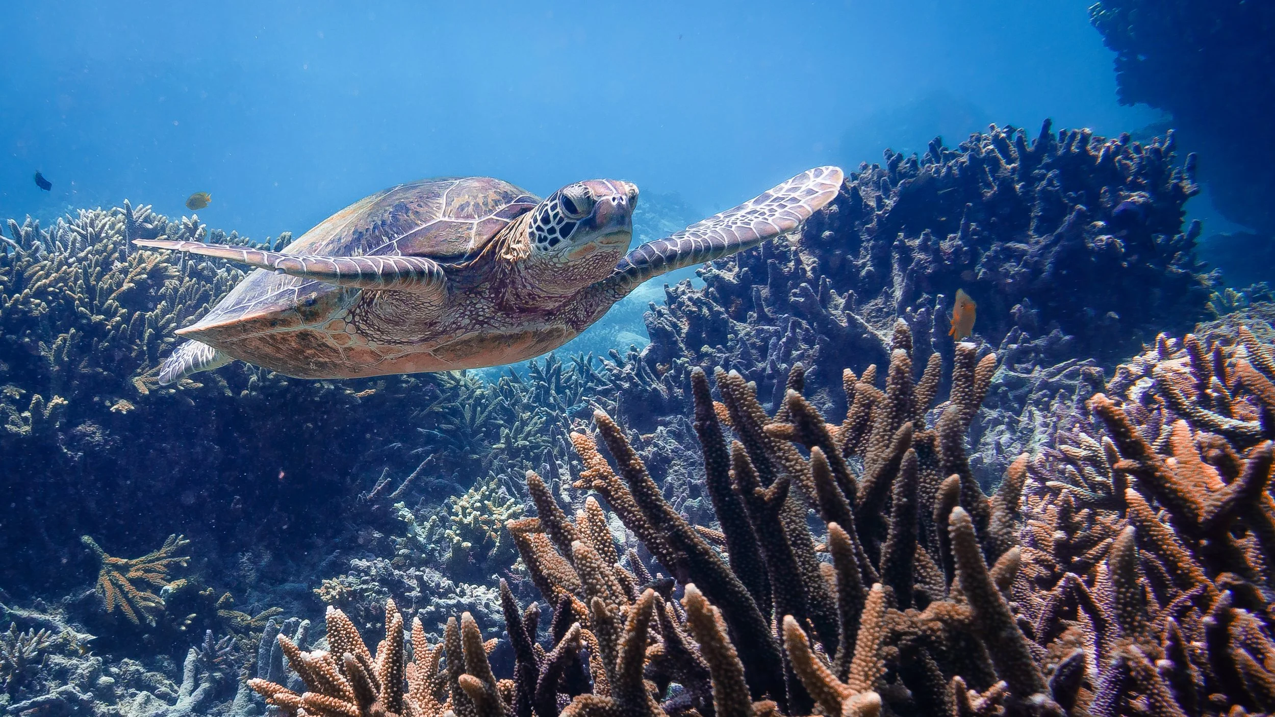 Green Sea Turtle flying around the  coral at Lady Elliot Island