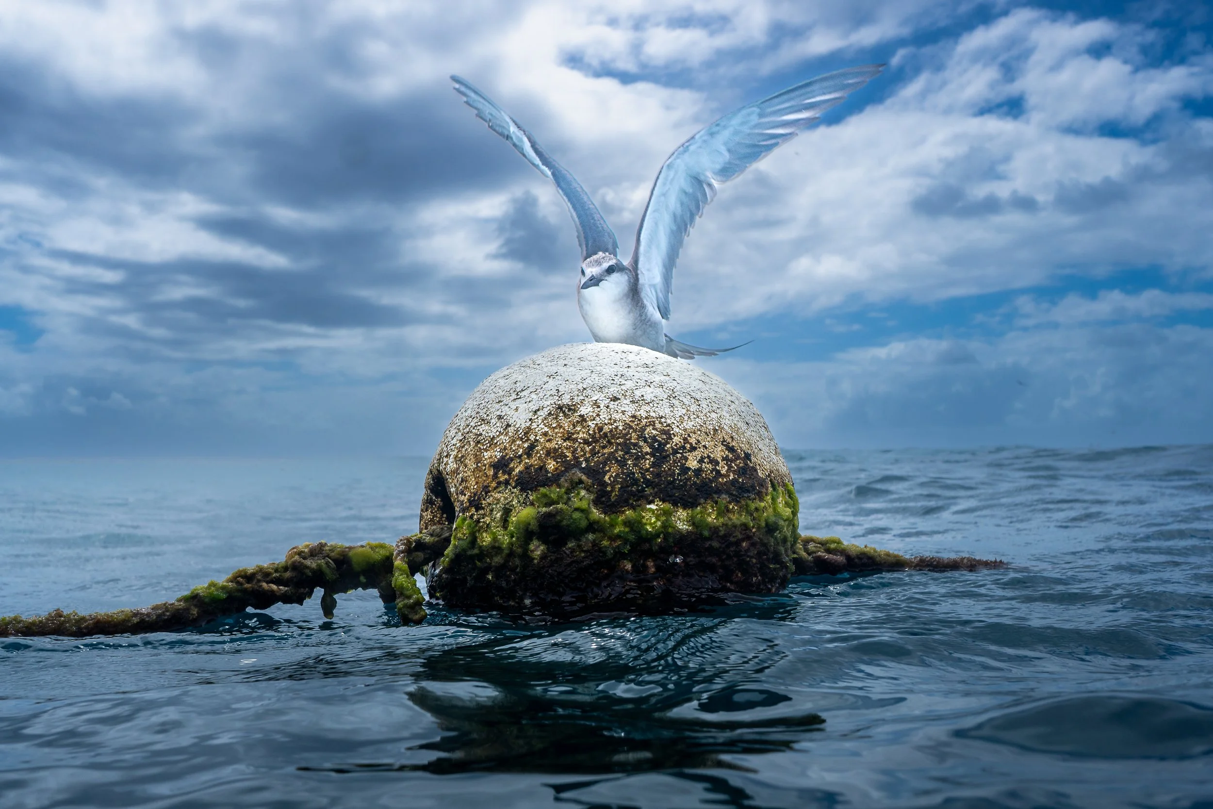 Tern on the snorkelling line at Lady Elliot island marine park