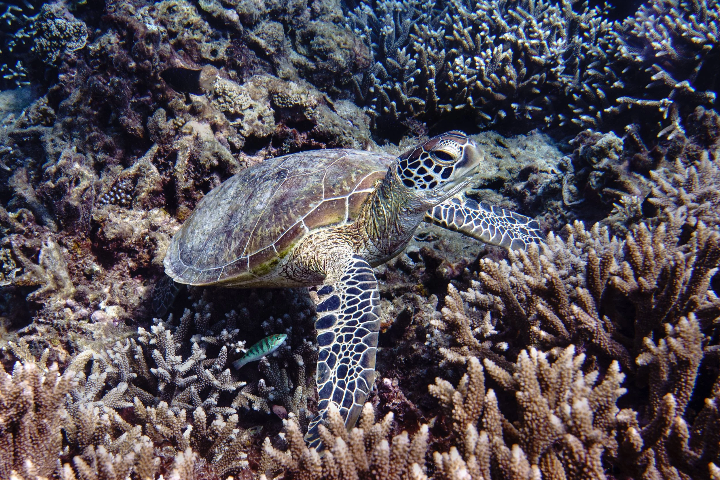 Green Turtle and a Six Bar Wrasse in a Coral Garden at Lady Elliot Island