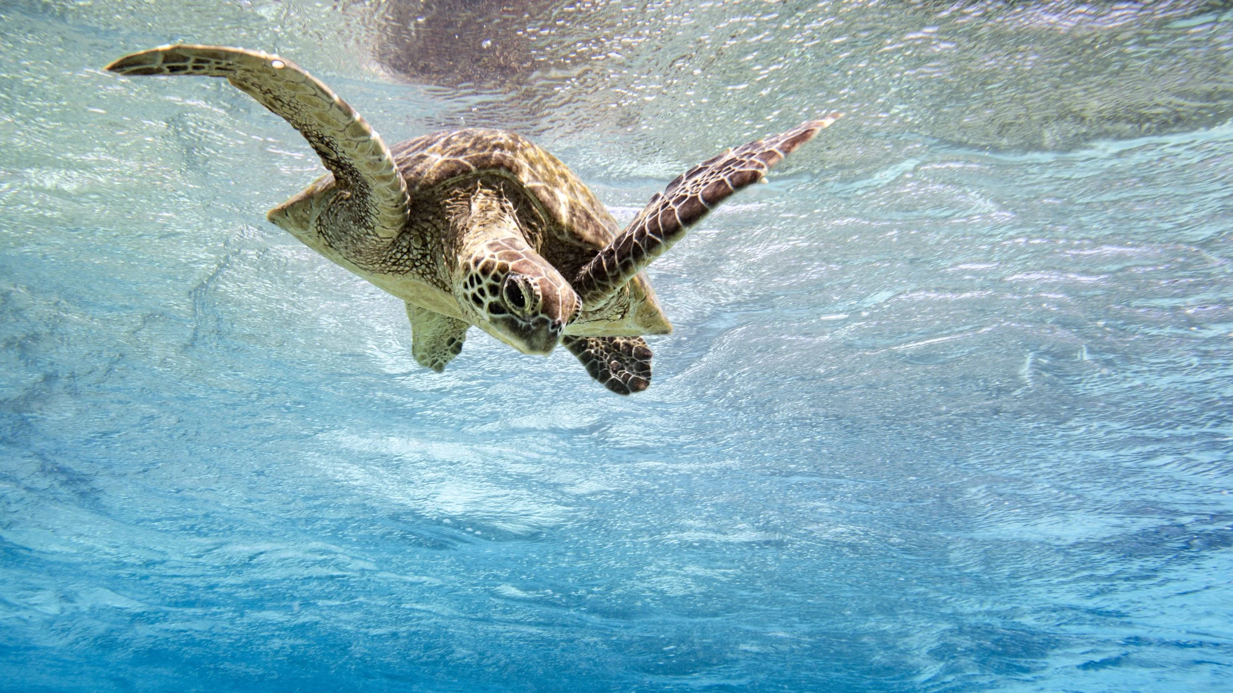 Green Sea turtle posing for a shot on the Great Barrier Reef