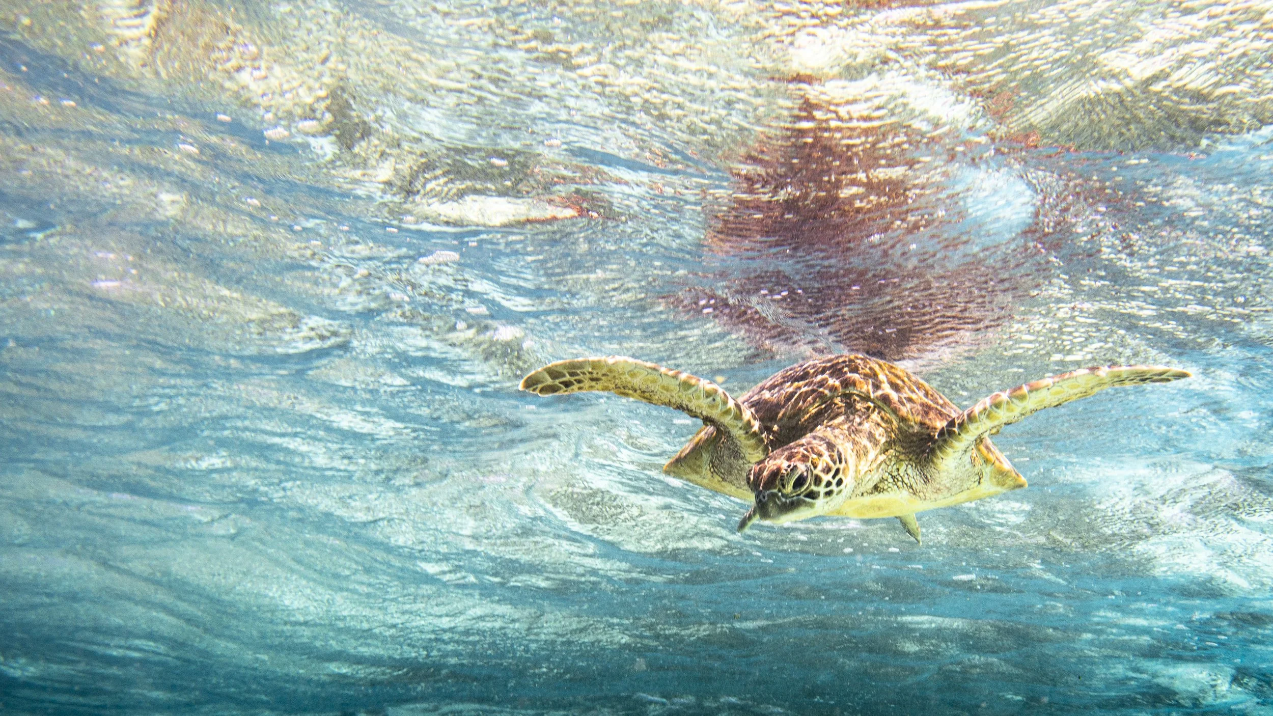 Gorgeous Green Sea Turtle frolicking in the crystal-clear waters of  Lady Elliot Island

