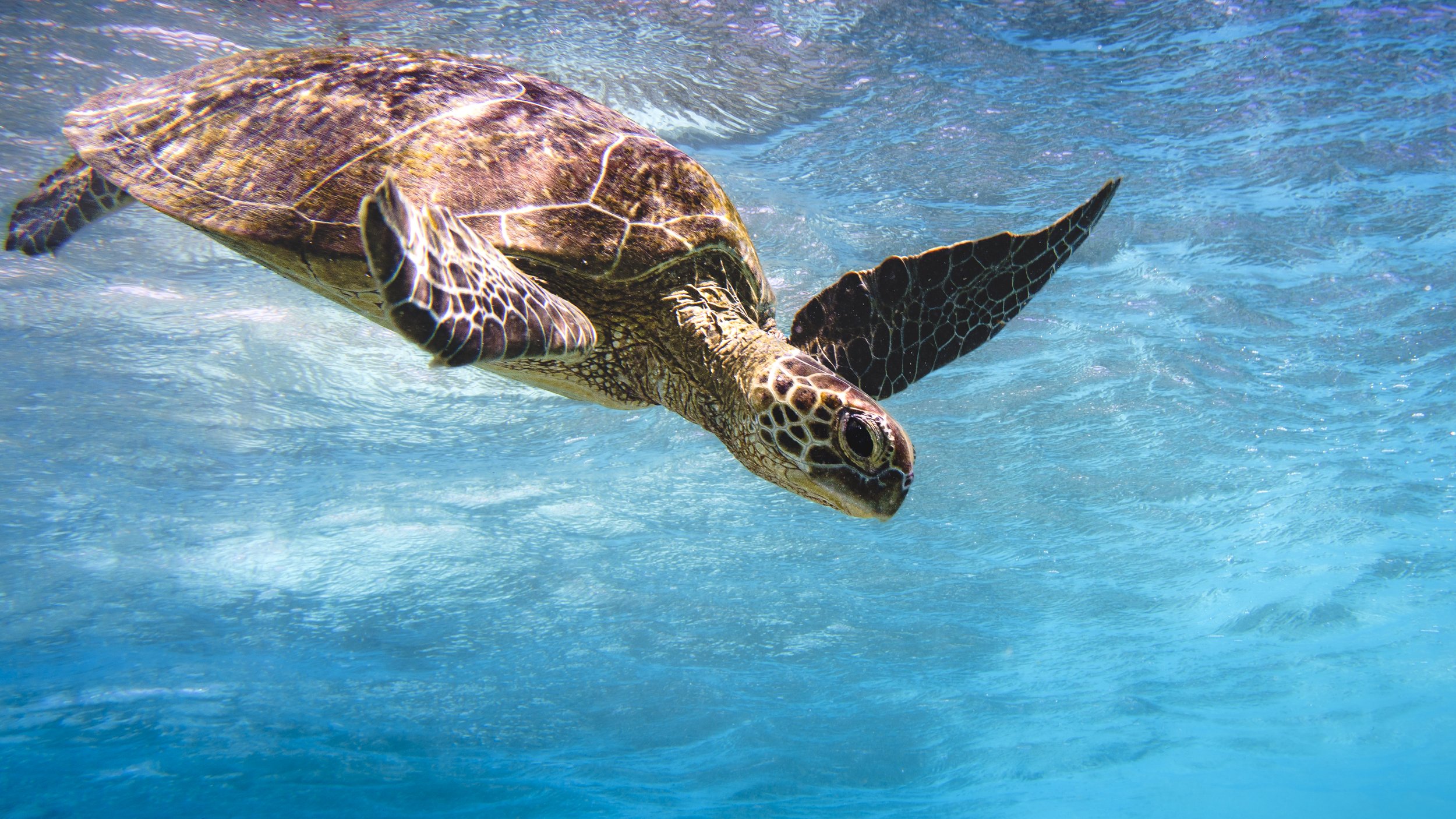 Green Sea turtle in the lagoon at Lady Elliot Island