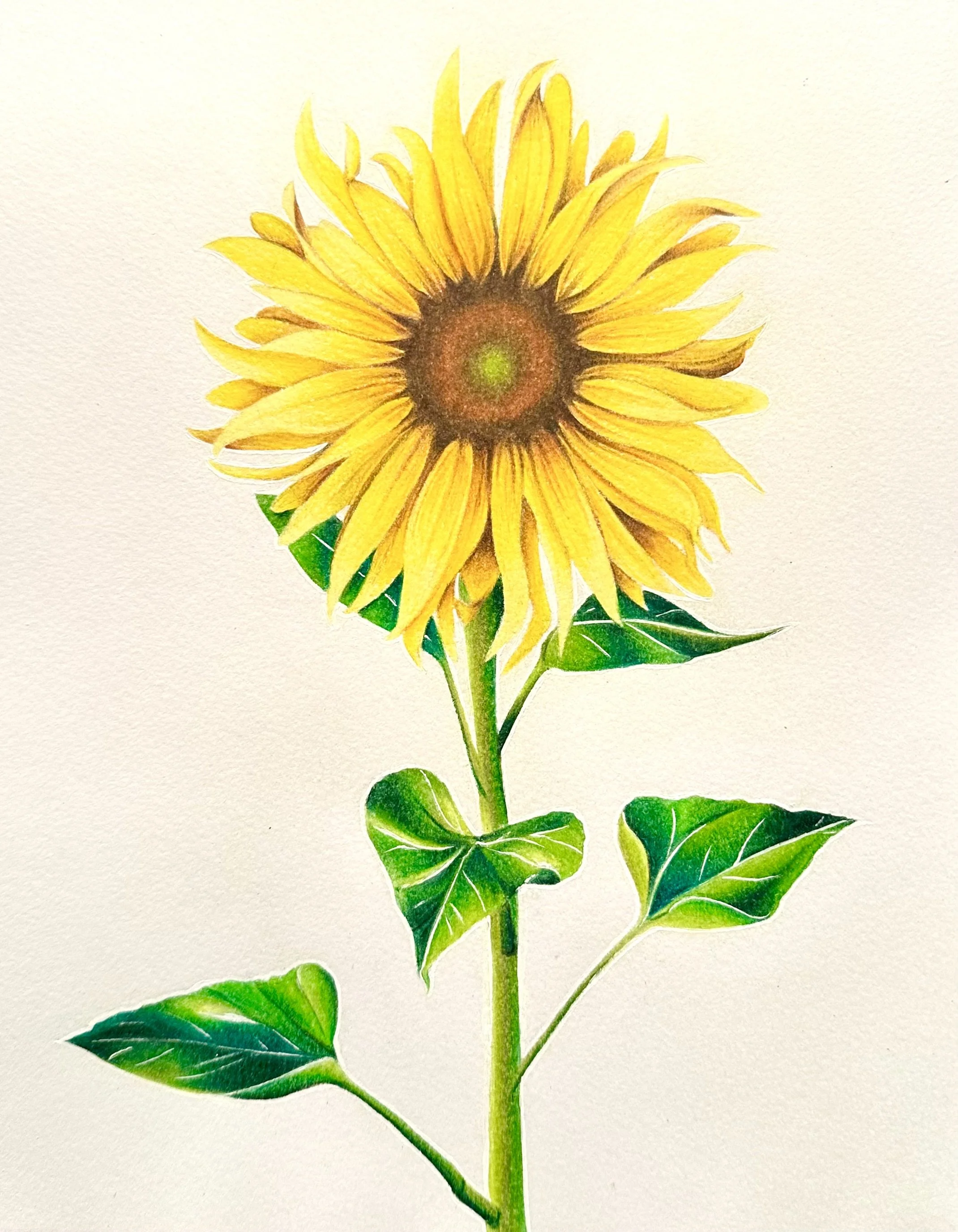 Sunflower Print